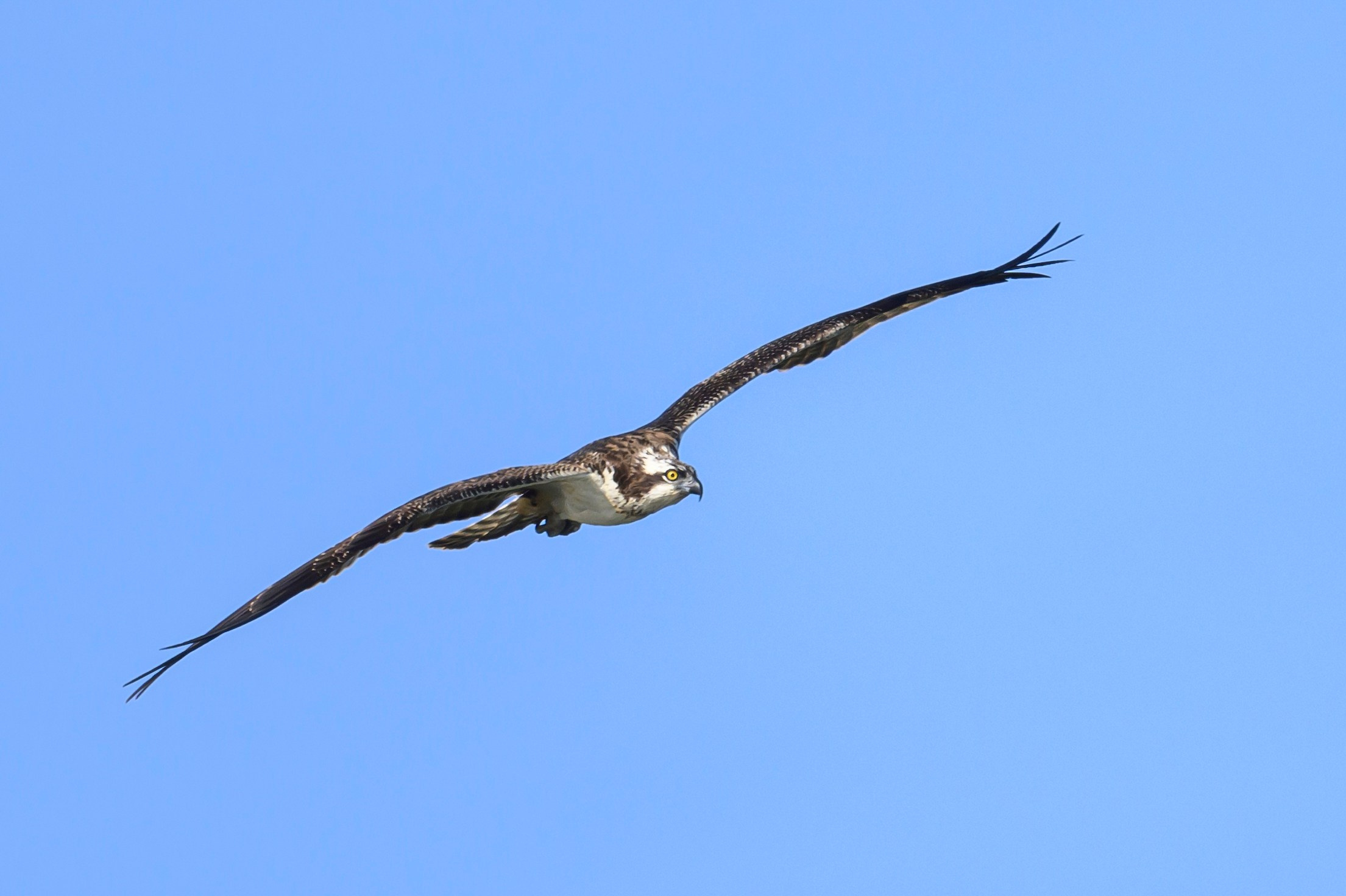 Скопа и канюк. The Osprey and the Buzzard. Фотограф Сергей Пупонин