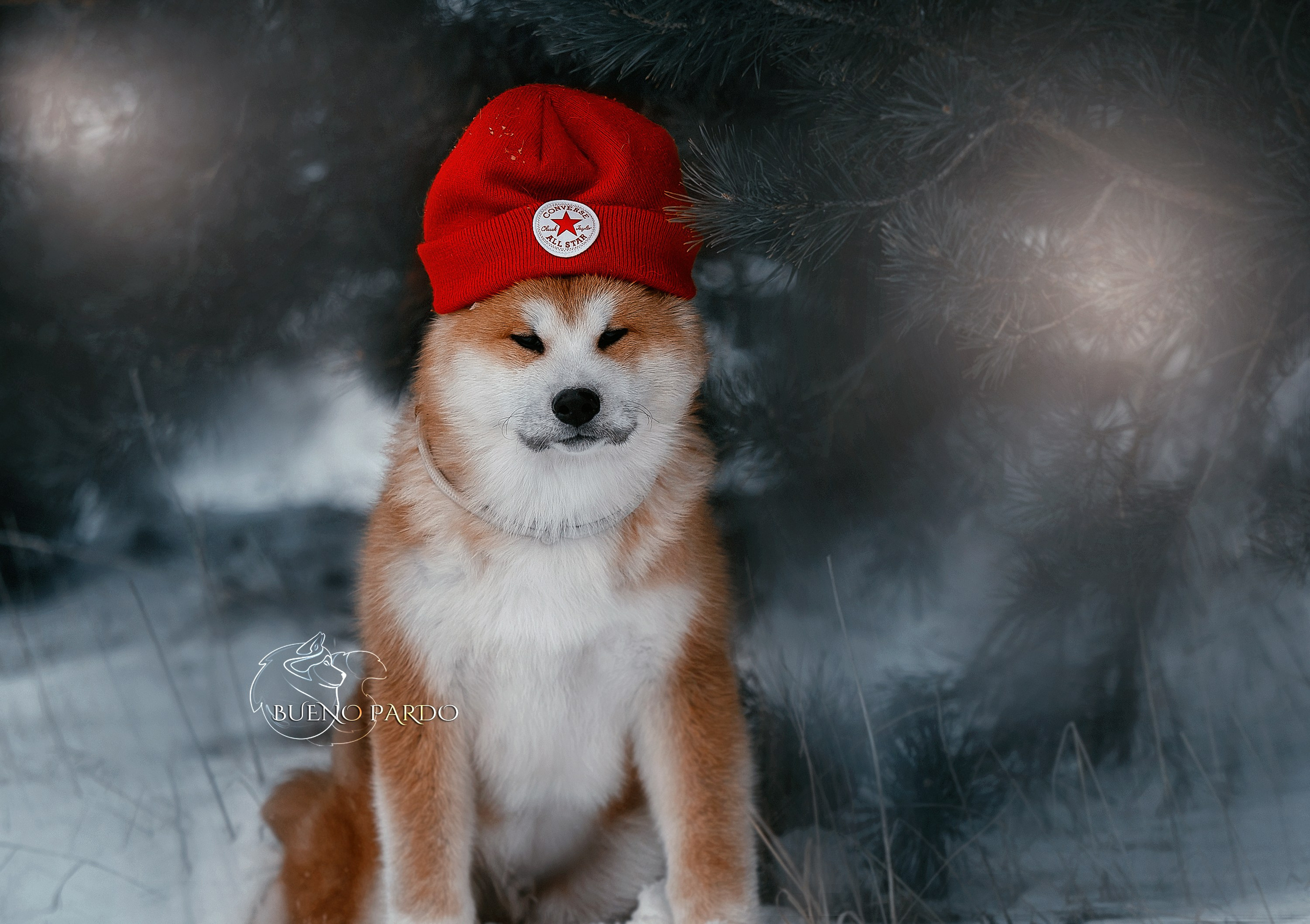 Щенки японской акита ину из питомника. Питомник собак Акита, Хаски, Корги