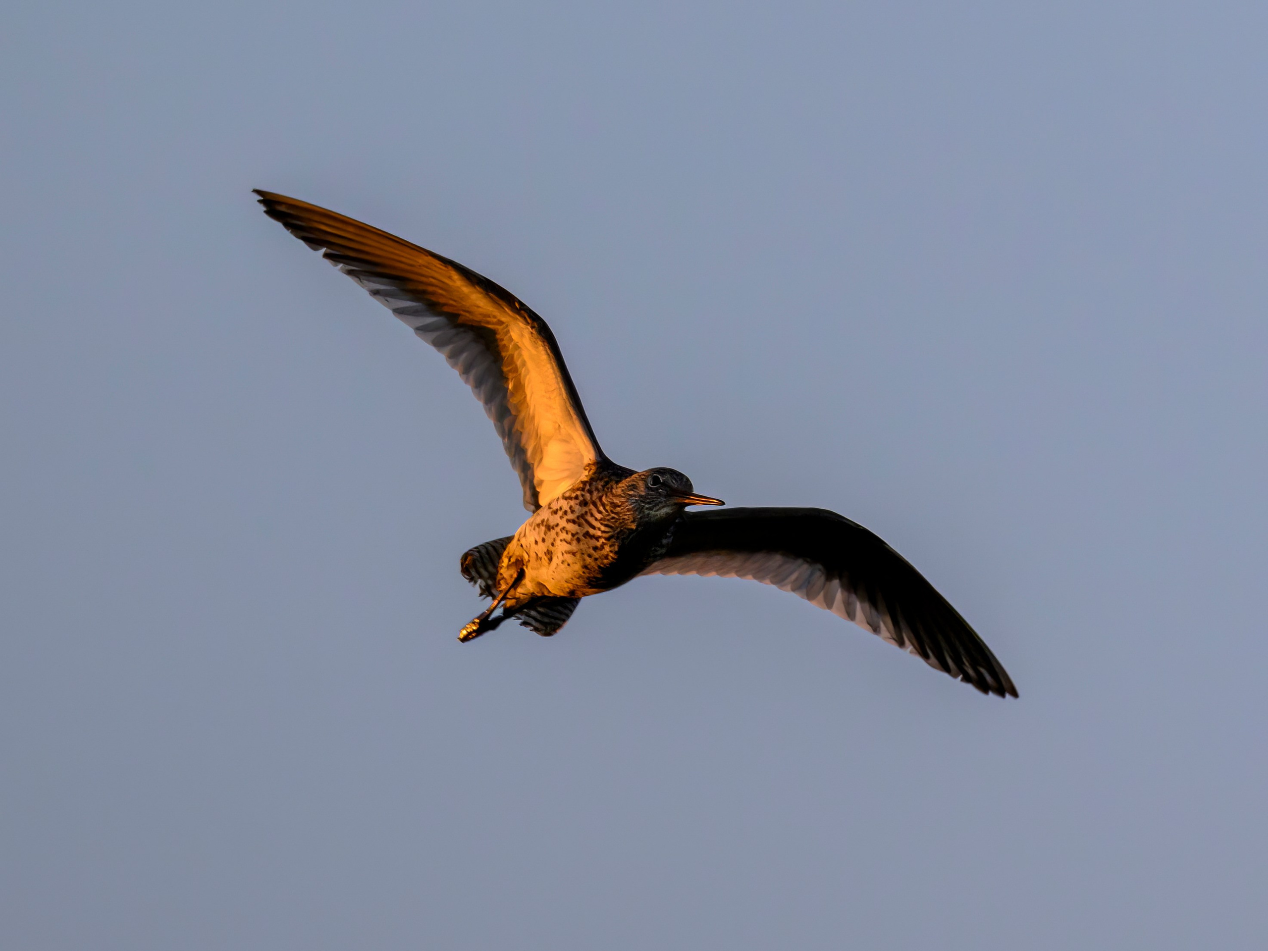 Охота сов и схватка с лунем. Фотограф Сергей Пупонин