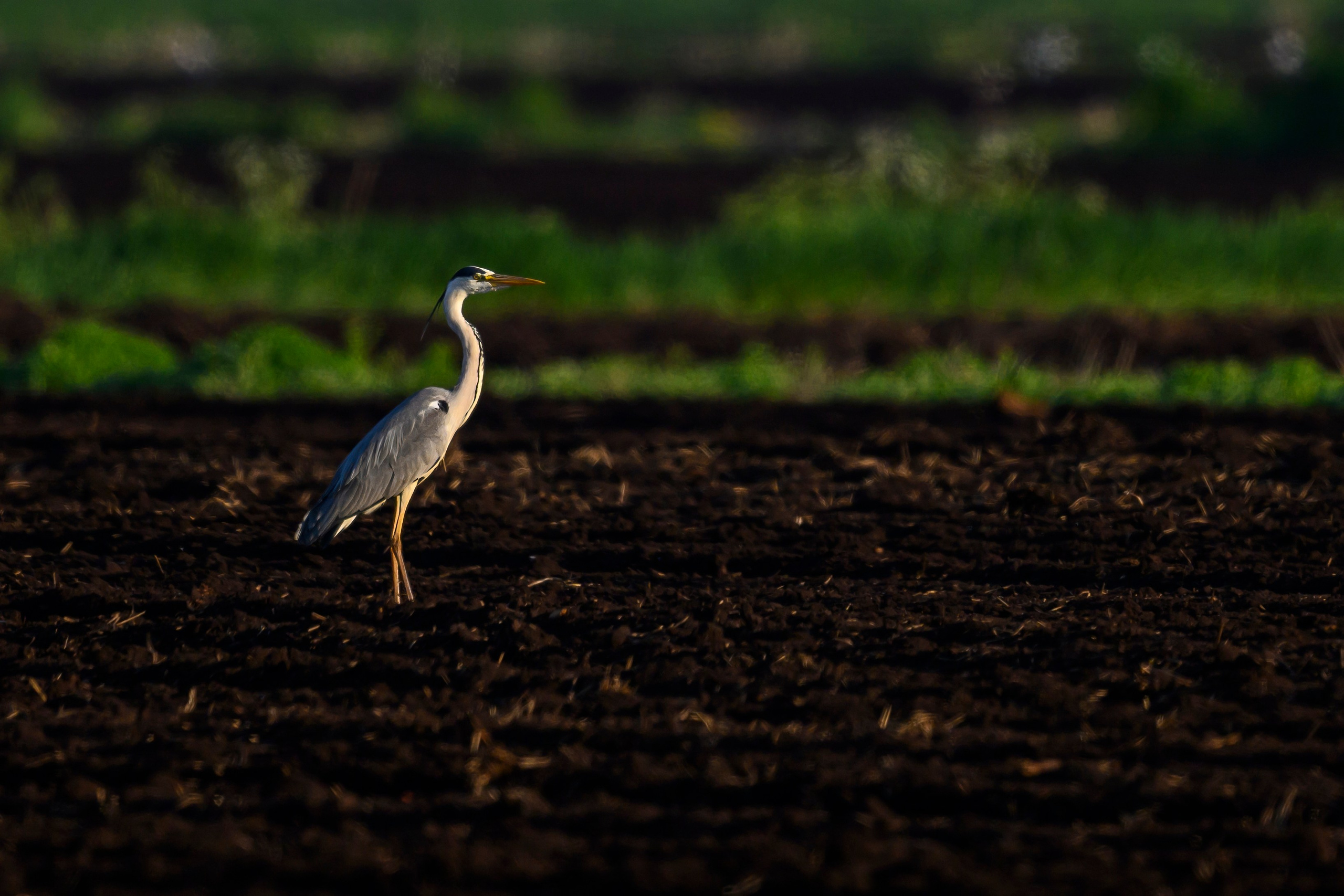 Охота сов и схватка с лунем. Фотограф Сергей Пупонин