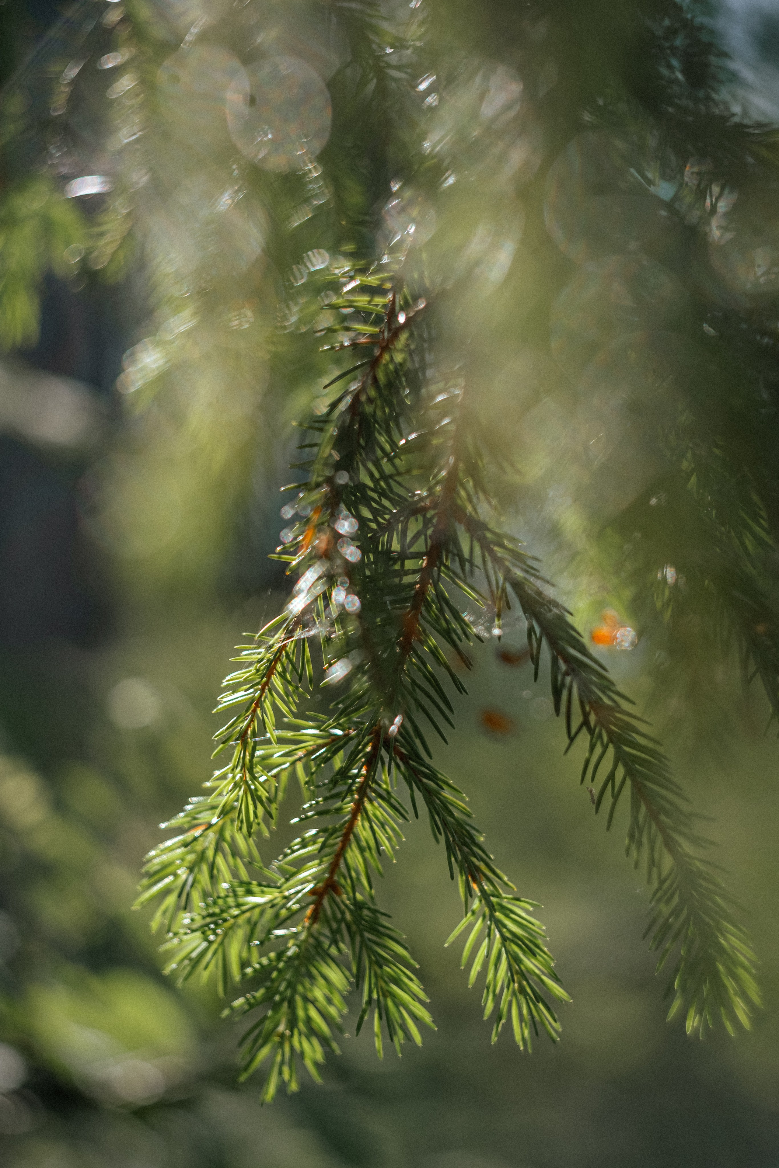 «Голливудская» связка Sony A7 III и Гелиос 44-2. Юля Дэй • Фотограф, Санкт-Петербург