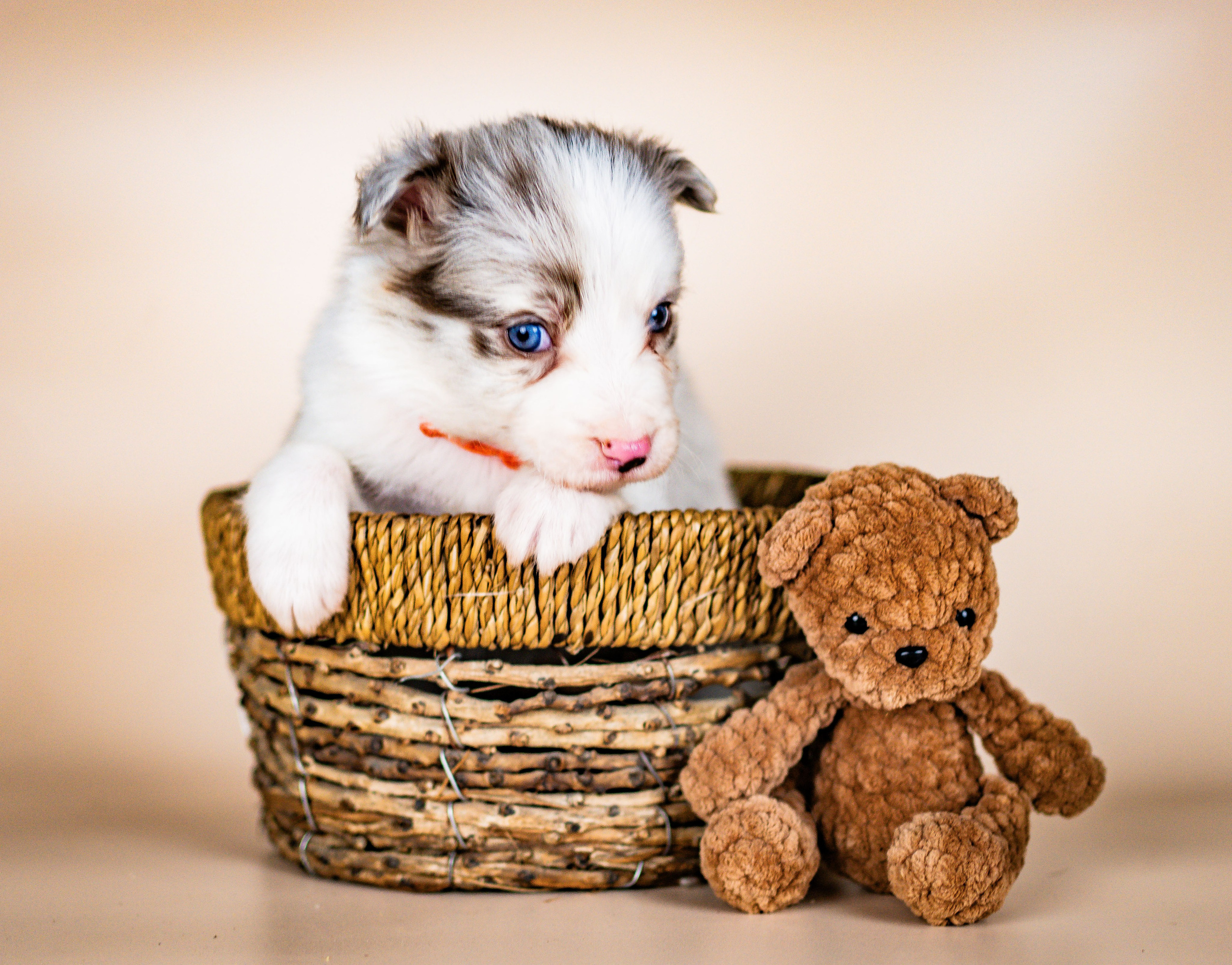 Фритсвит. Семейный фотограф Ефремова Виктория