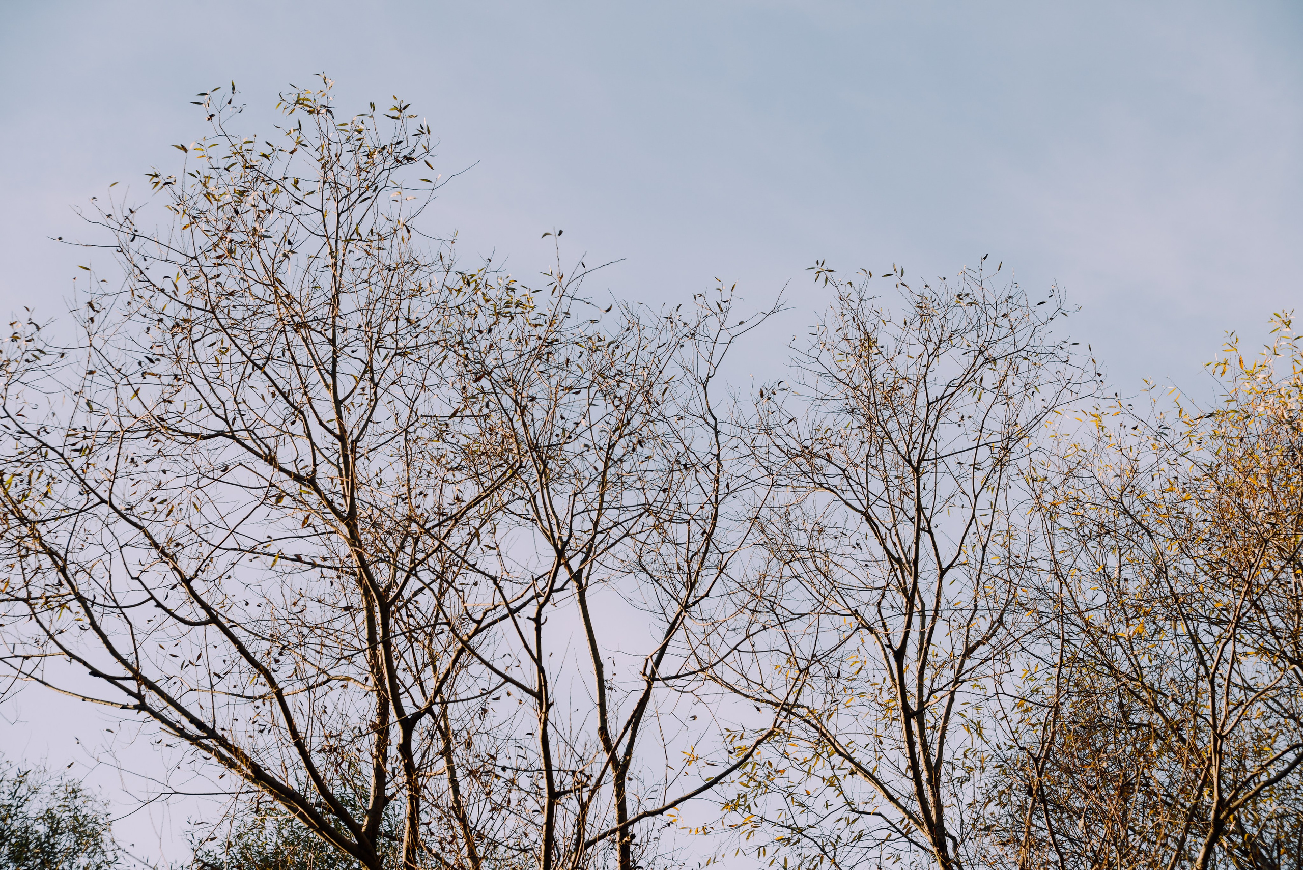 Tree tops in autumn, botanical background