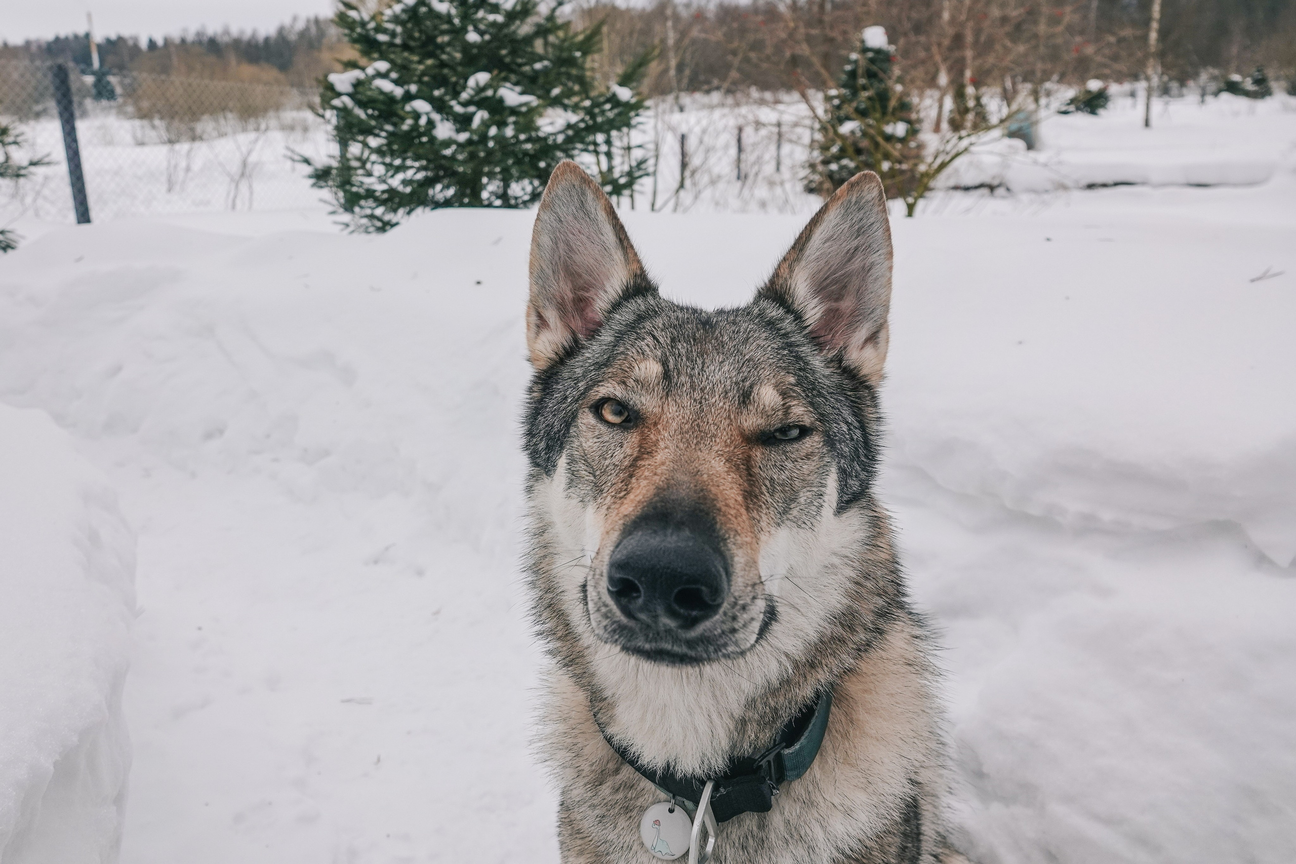 Волчьи старты. Фотограф-анималист в Москве Юлия Лайхо