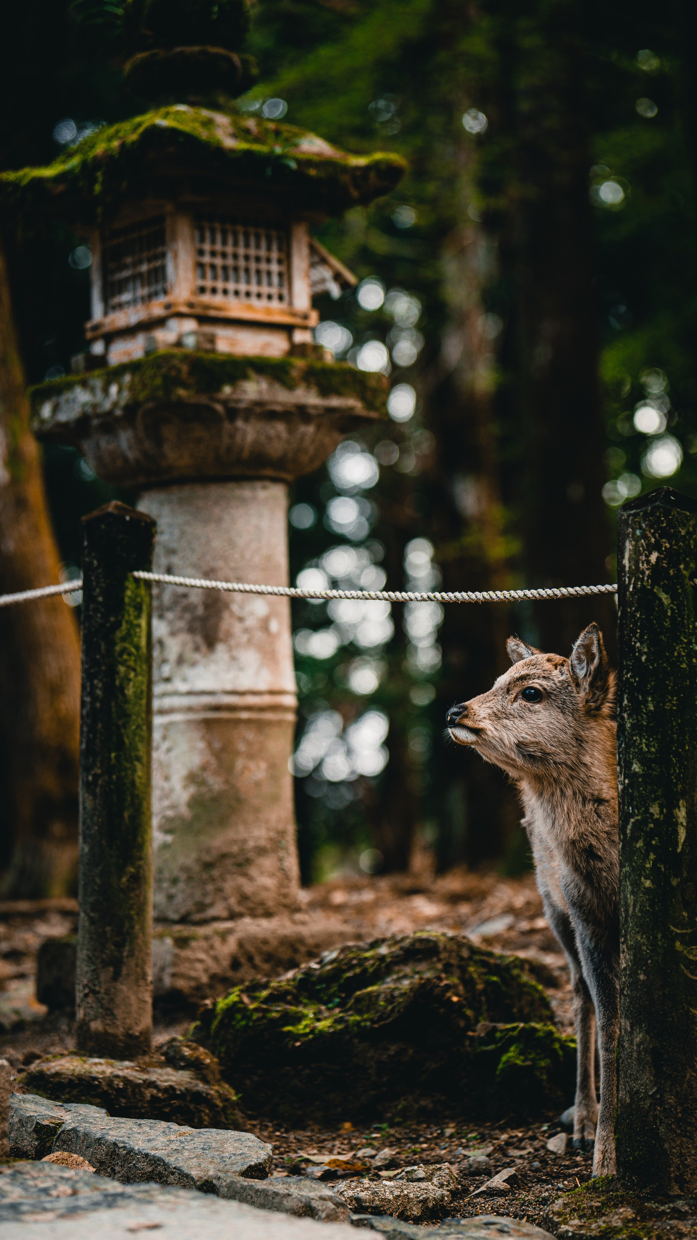 Невероятная Япония: Сезон Момидзе и Осенние Клены. Свадебный и Студийный фотограф из Казахстана Артем Орлянский
