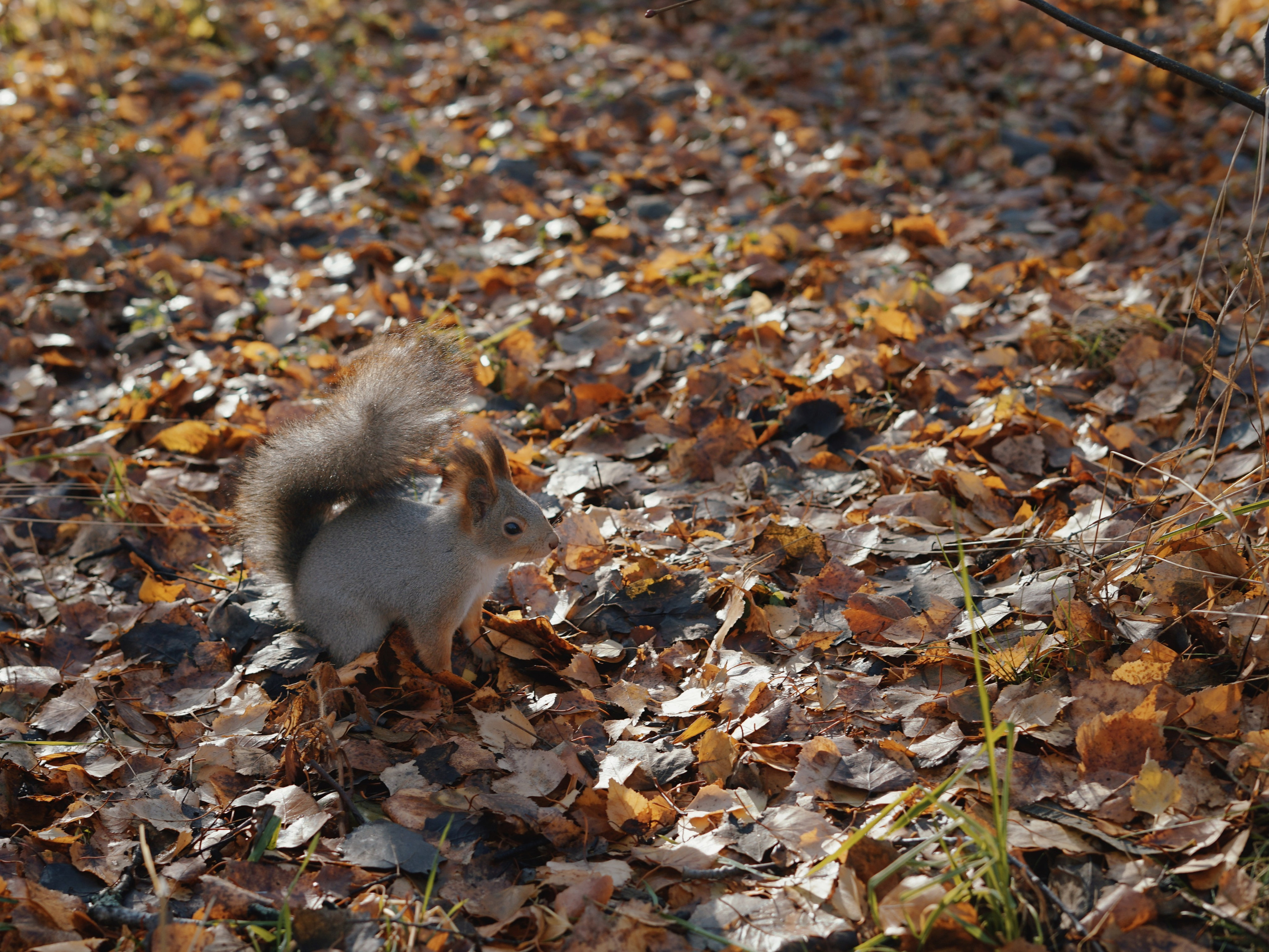 Фотосессия для белок в Экопарке