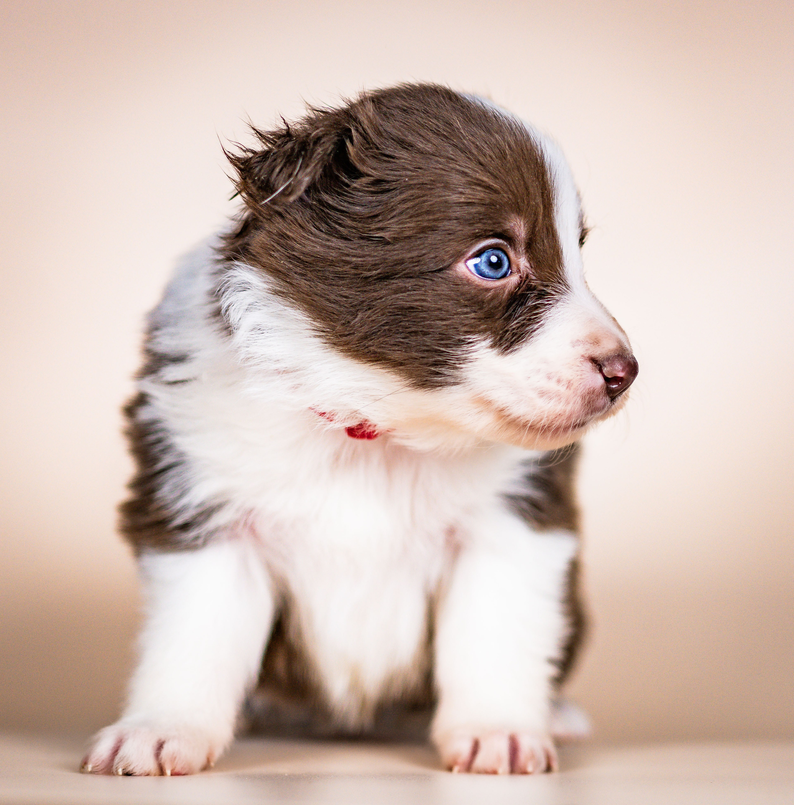 Фритсвит. Семейный фотограф Ефремова Виктория