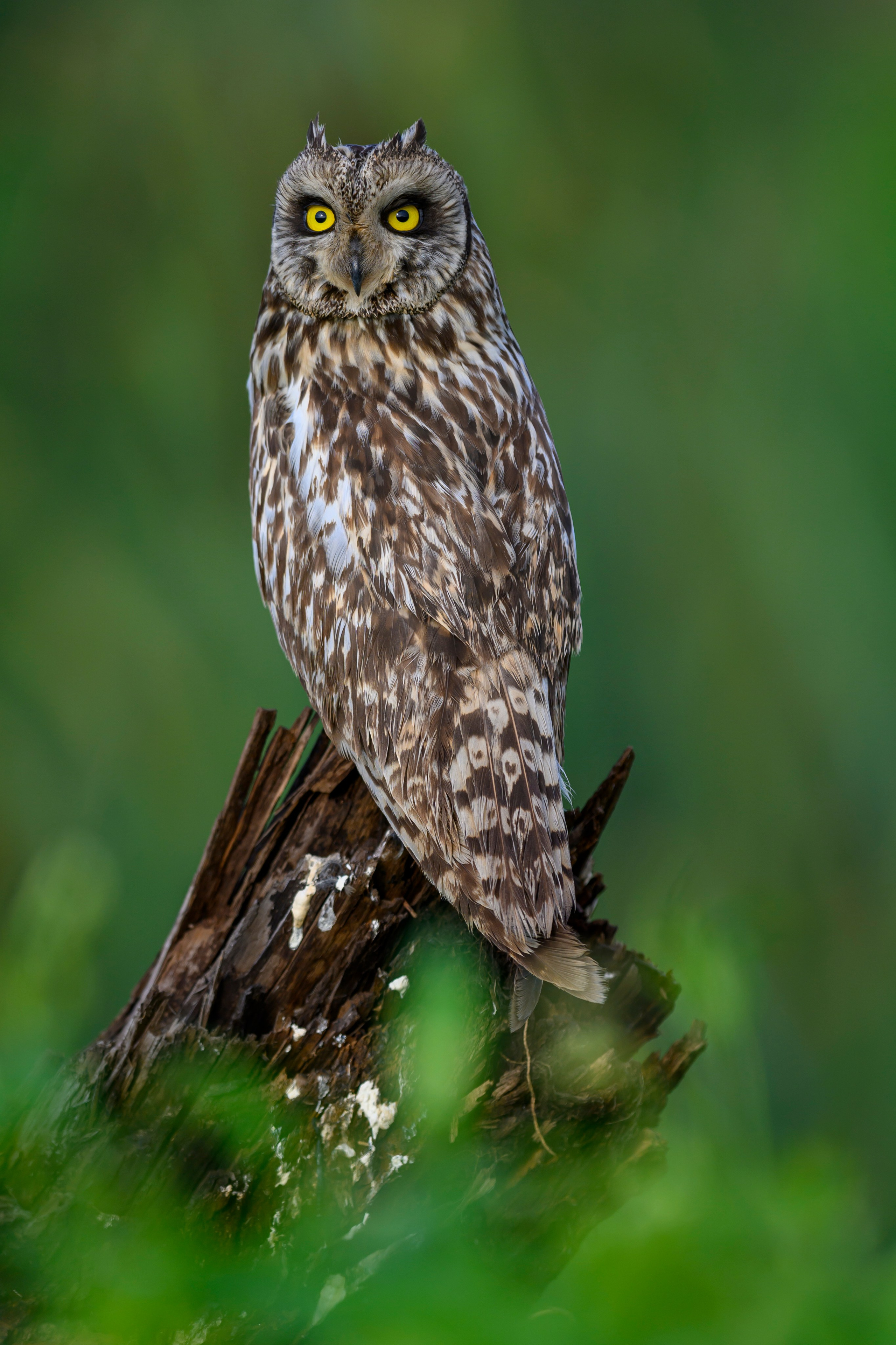 Сова на рассвете. Owl at dawn. Wildlife photography by Sergey Puponin