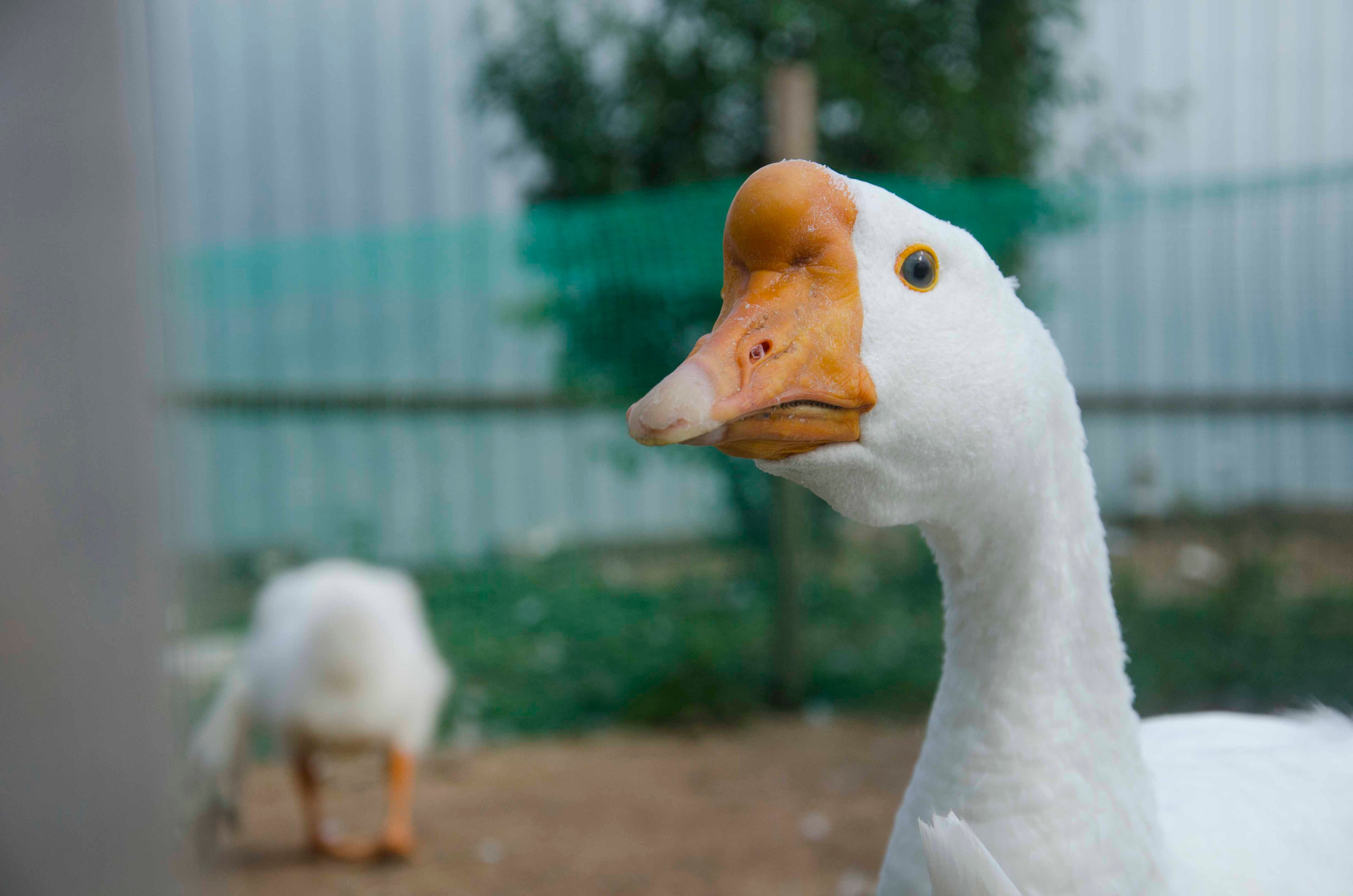 Гусак смотрит в камеру, позади него гусёно-подросток гузкой к зрителю