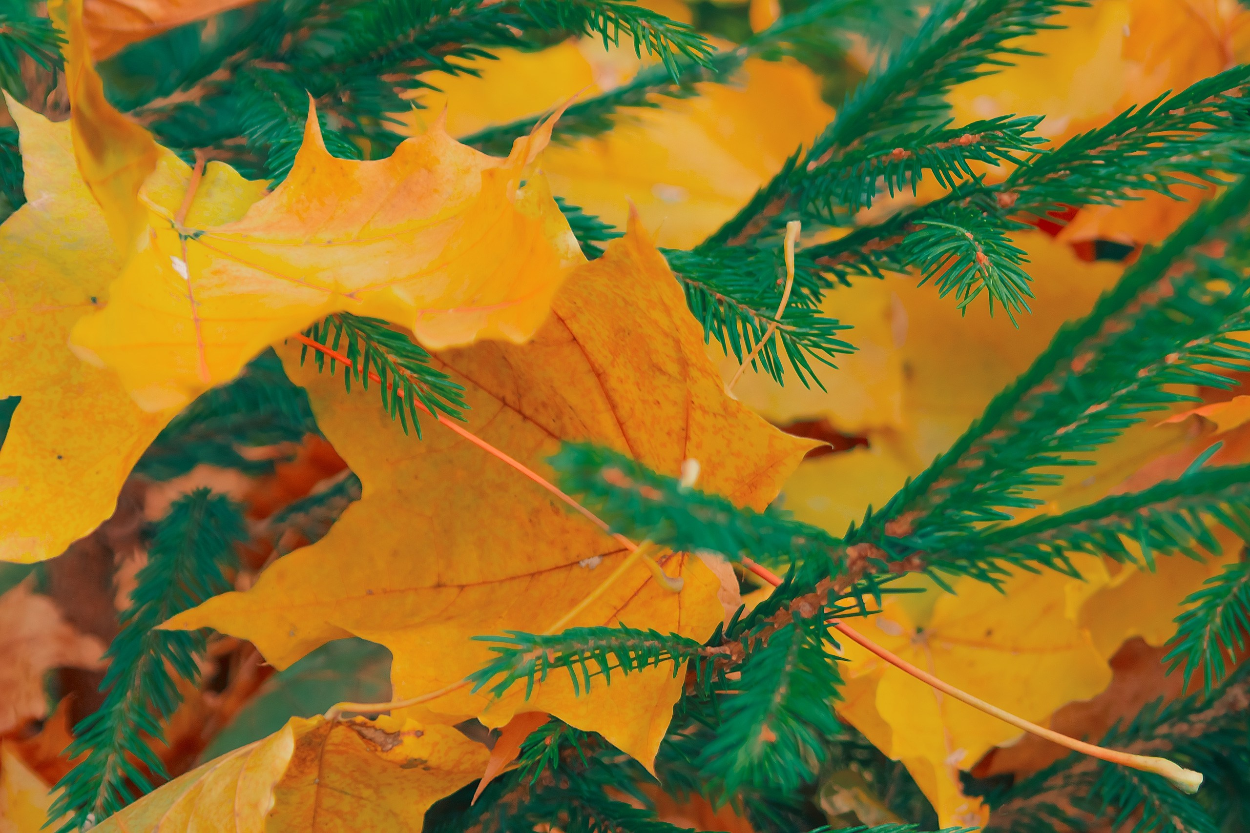 Шагни в мир яркости. Аmat Victoria Сuram