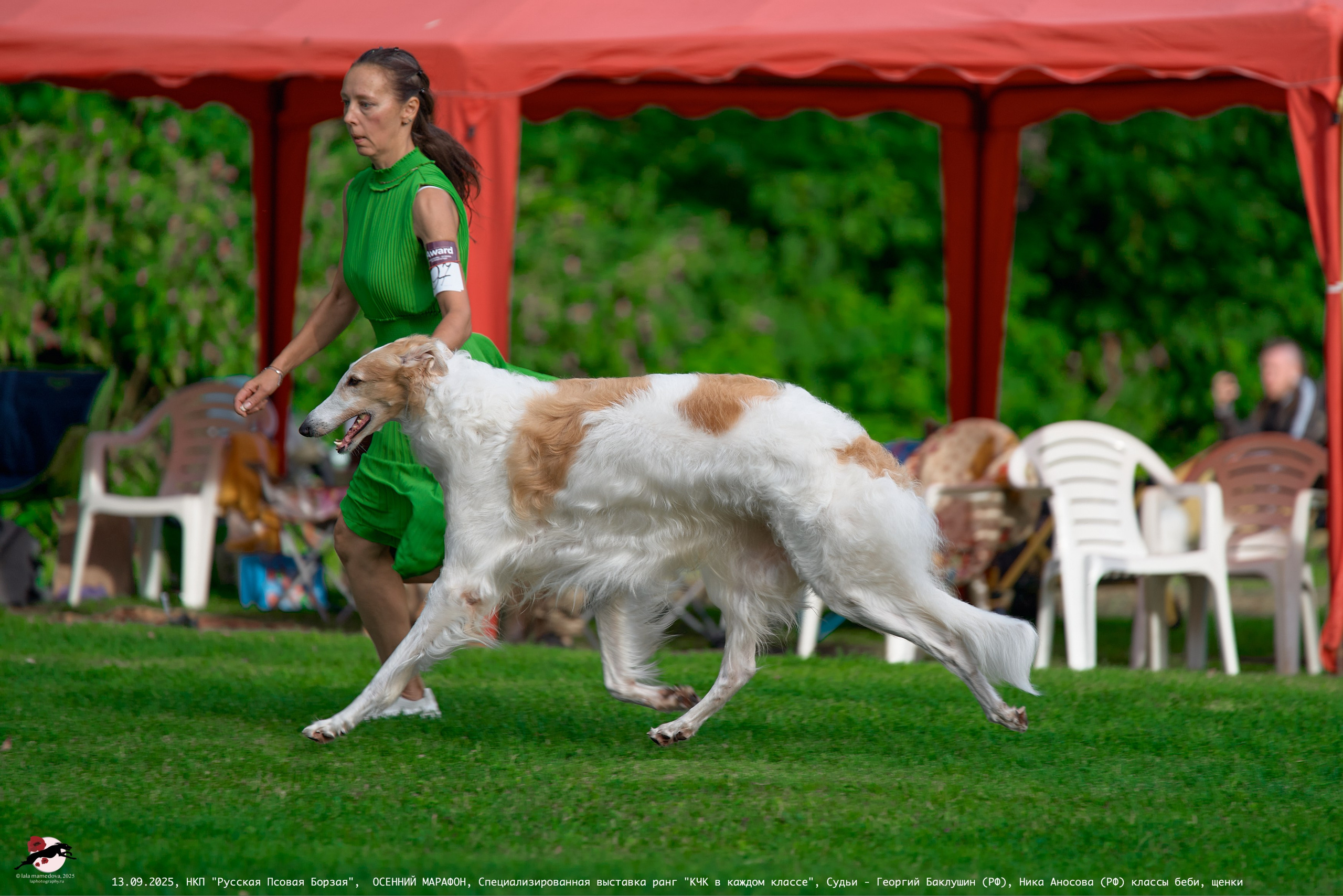 ОСЕННИЙ МАРАФОН | Специализированная выставка породы Русская Псовая Борзая ранг "КЧК в каждом классе"
