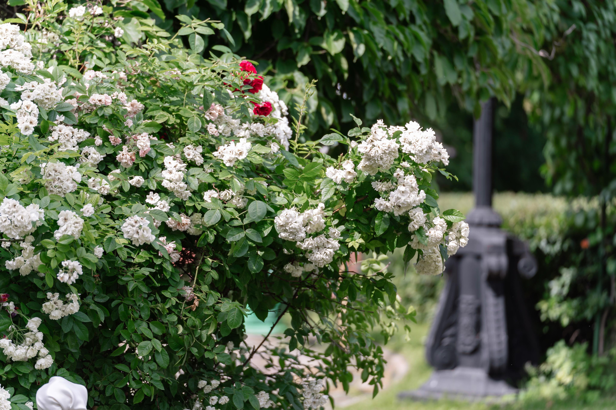 Свадебная фотосессия в Даниловском монастыре