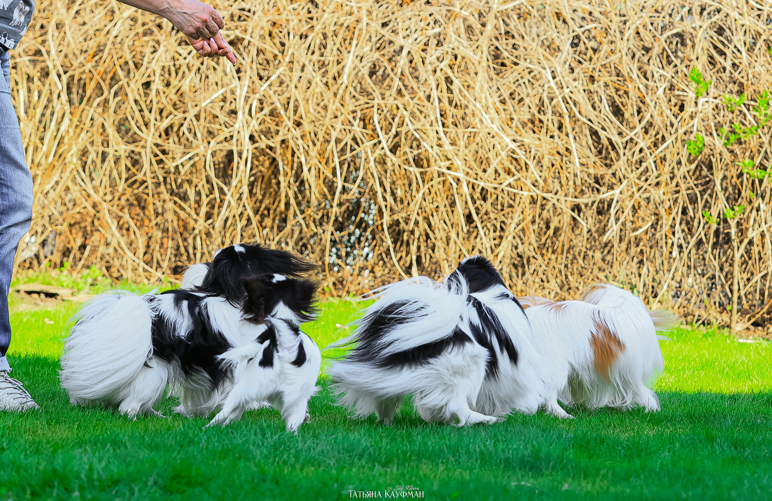 Японский хин, фотография японский хин, собака в цветах, красивая собака, фотограф анималист, фотокурс Анималистика, научиться фотографировать собак, фотограф Новосибирск