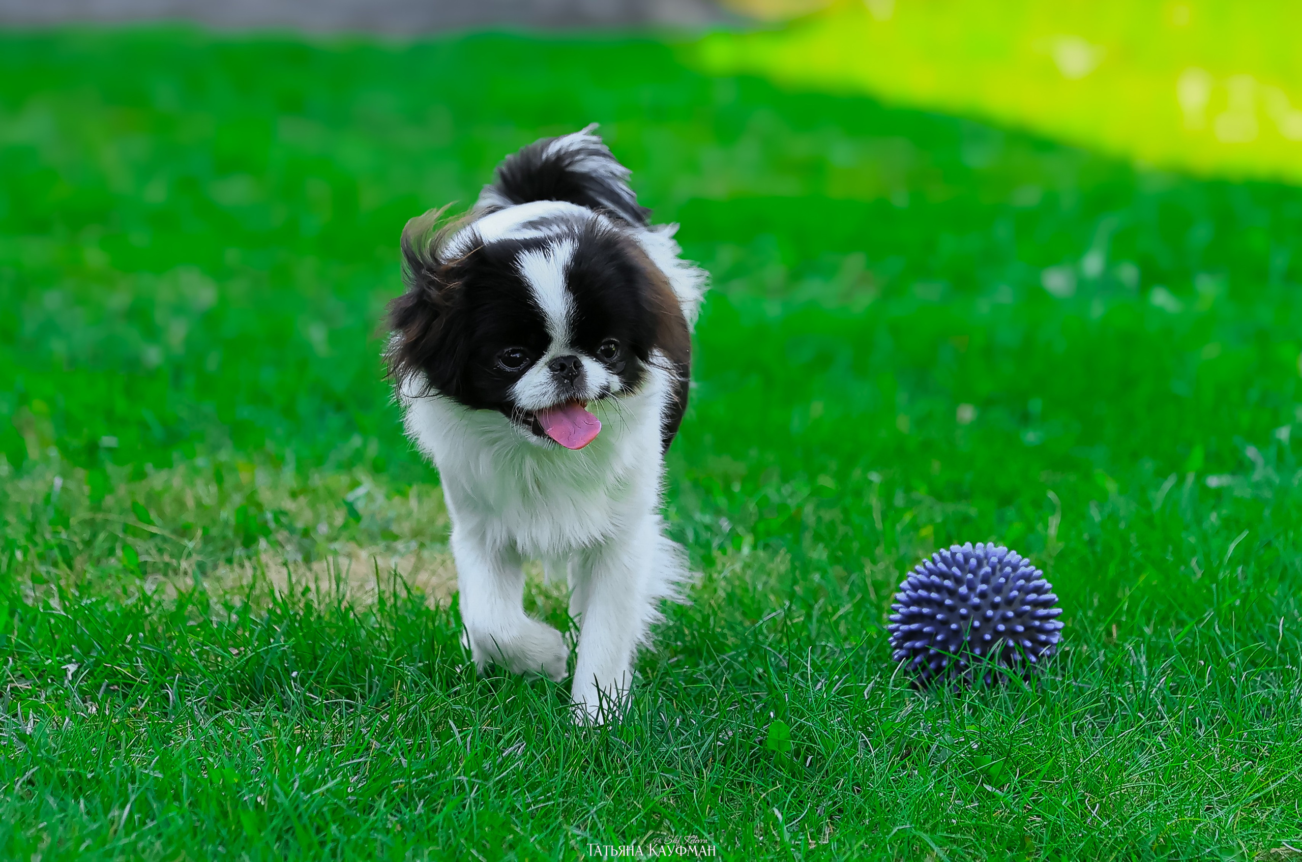 Японский хин, фотография японский хин, собака в цветах, красивая собака, фотограф анималист, фотокурс Анималистика, научиться фотографировать собак, фотограф Новосибирск