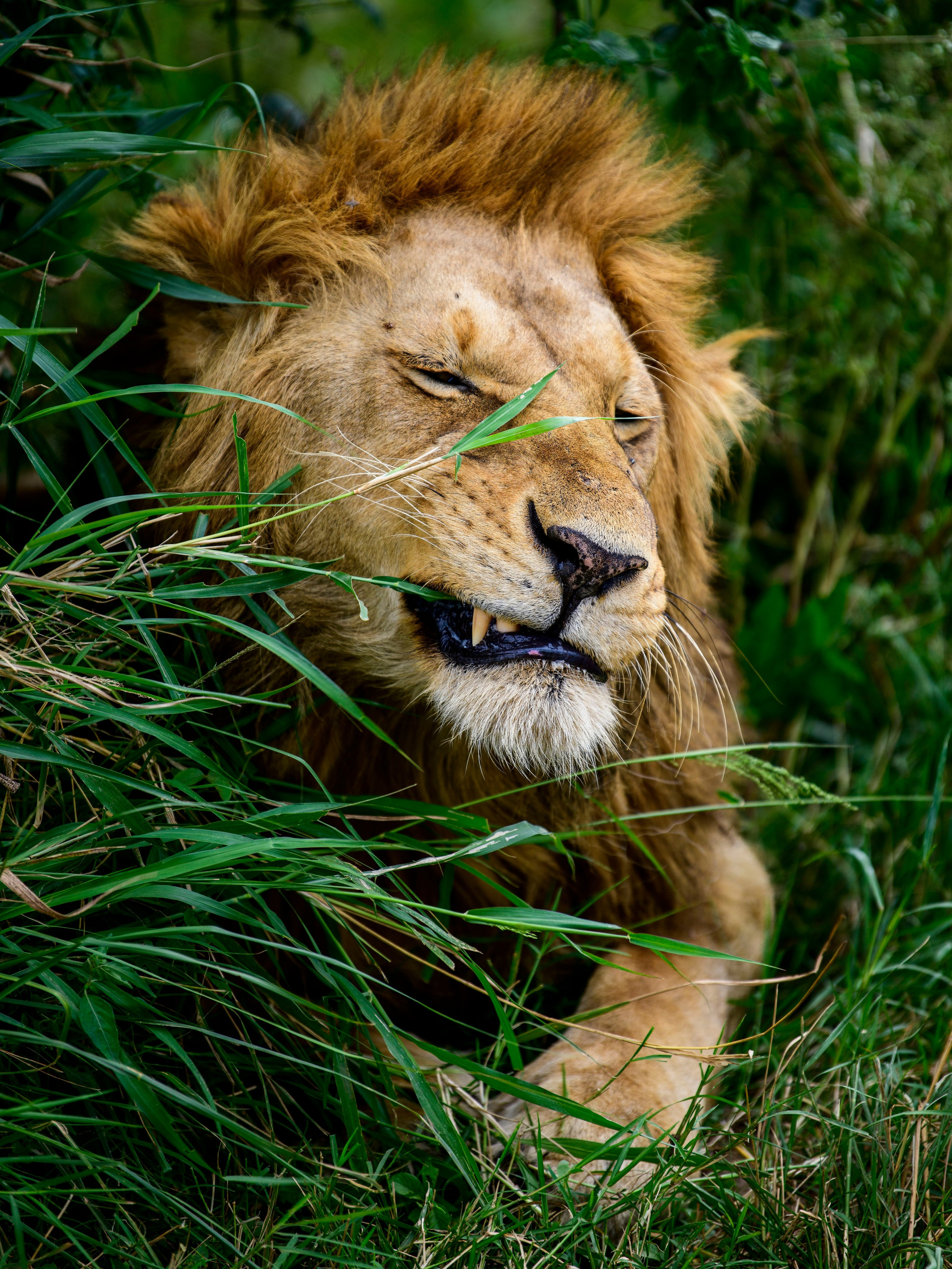 Большие кошки | Big cats. Фотограф Сергей Пупонин