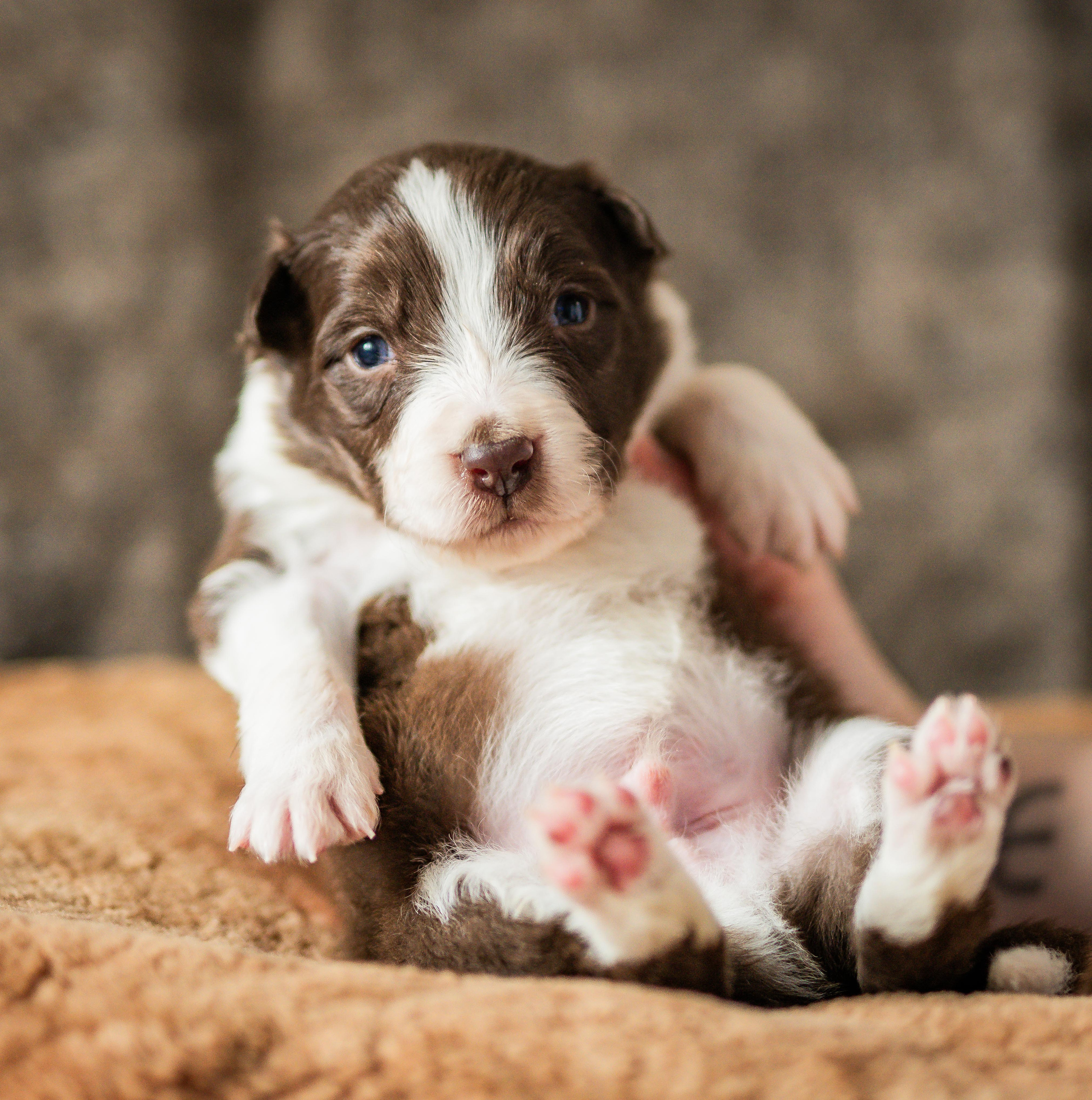 Фритсвит. Семейный фотограф Ефремова Виктория