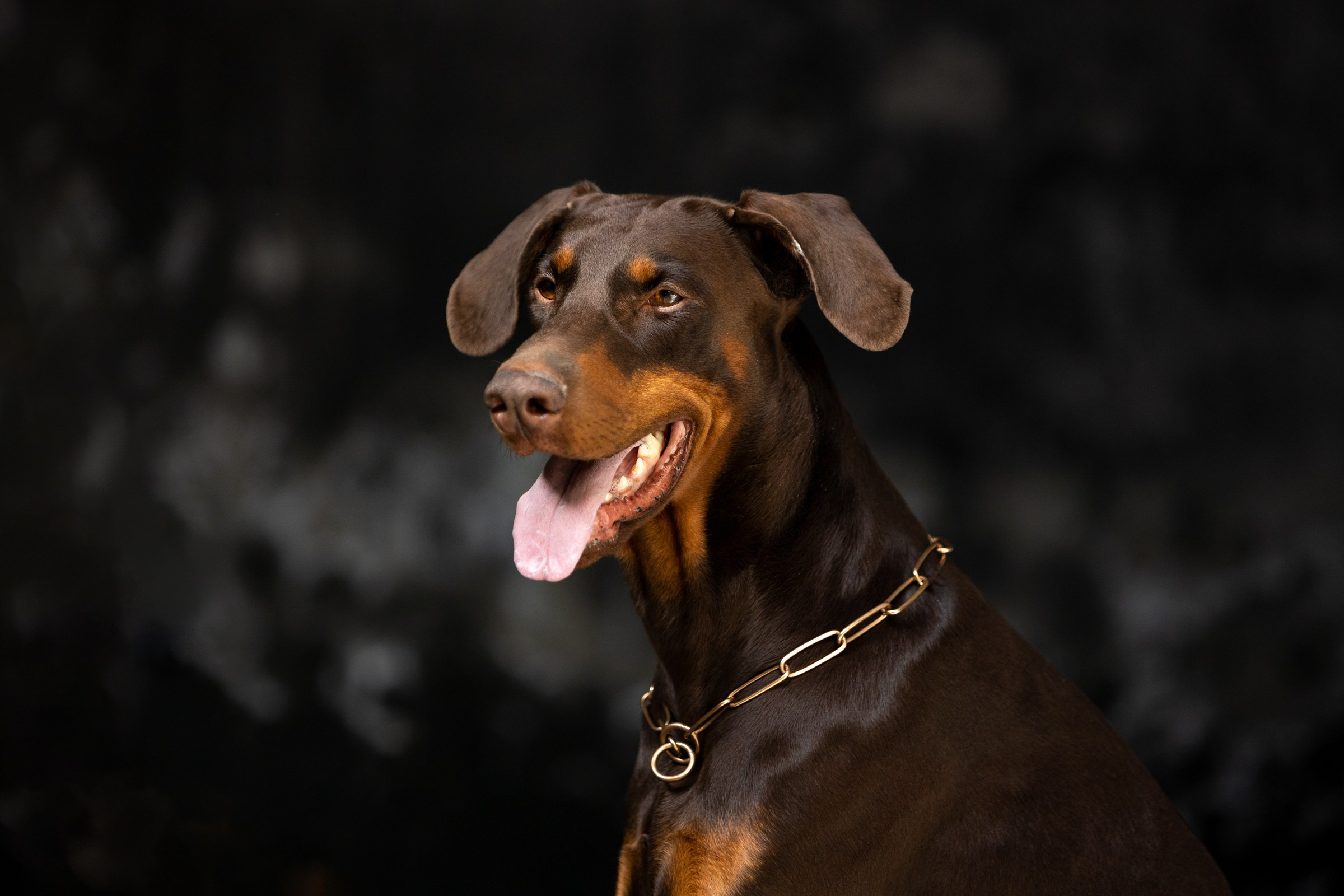 Онлайн-курс по съемке собак. Фотограф Анастасия Ветковская, Москва