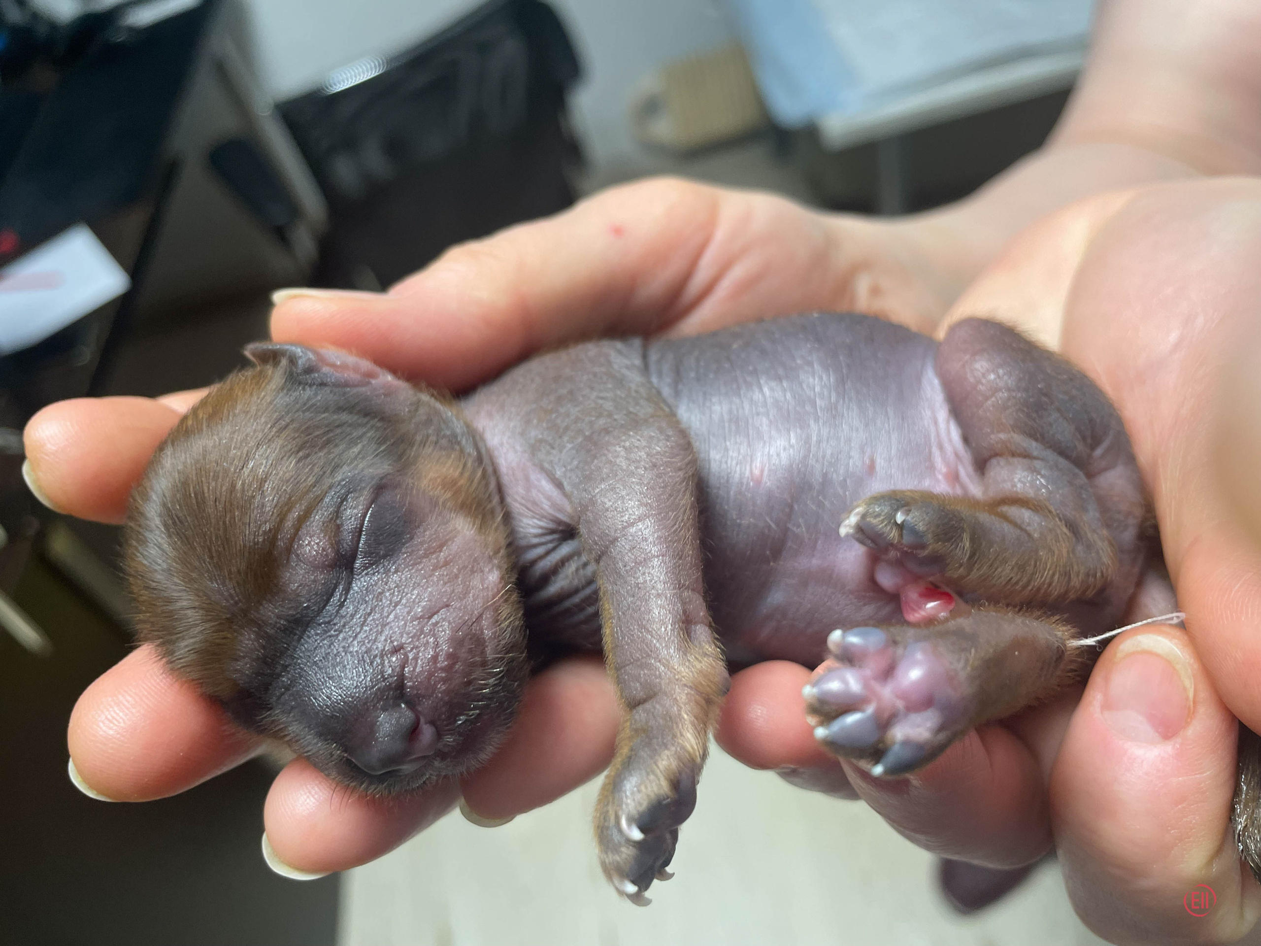 День рождения. Голая девочка.