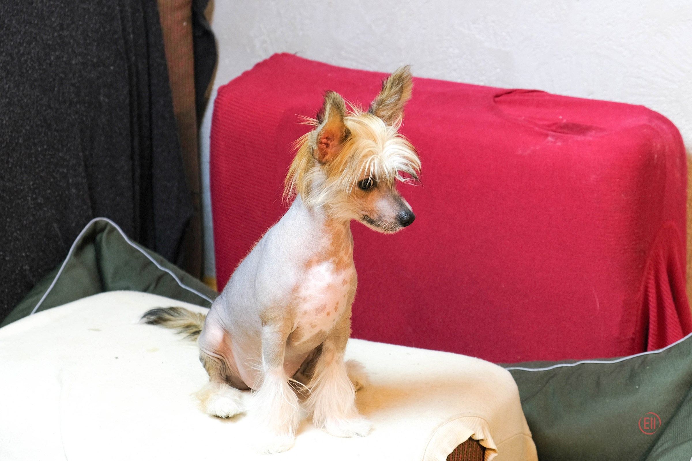 Poale Ell Clare. Chinese Crested Dog Kennel Poale Ell