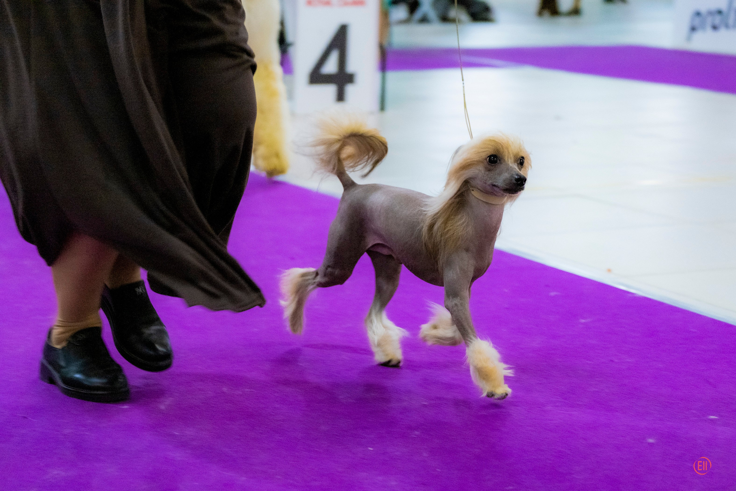 Poale Ell Cooper. Chinese Crested Dog Kennel Poale Ell