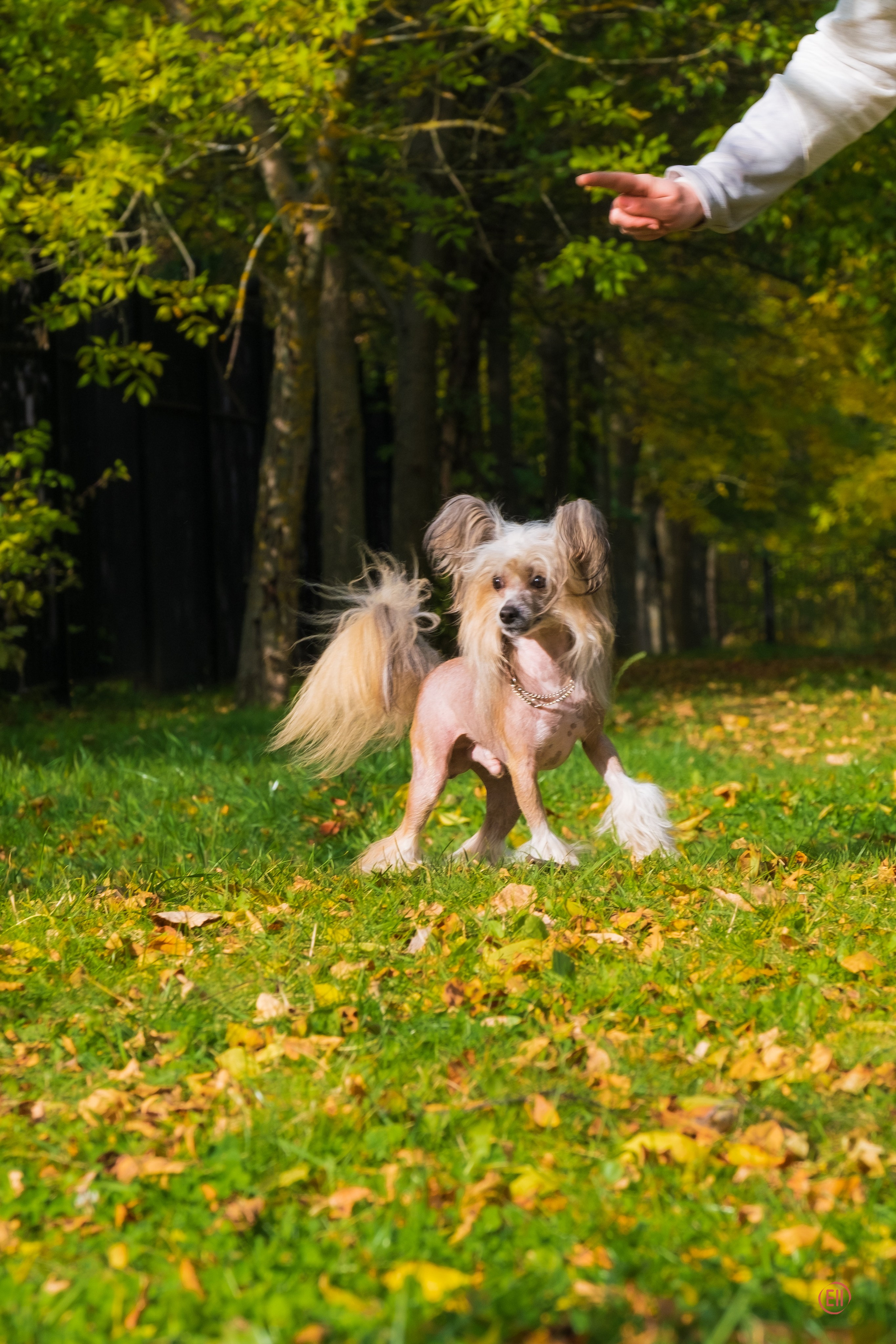 Poale Ell Chester. Питомник китайских хохлатых собак Poale Ell: купить щенка