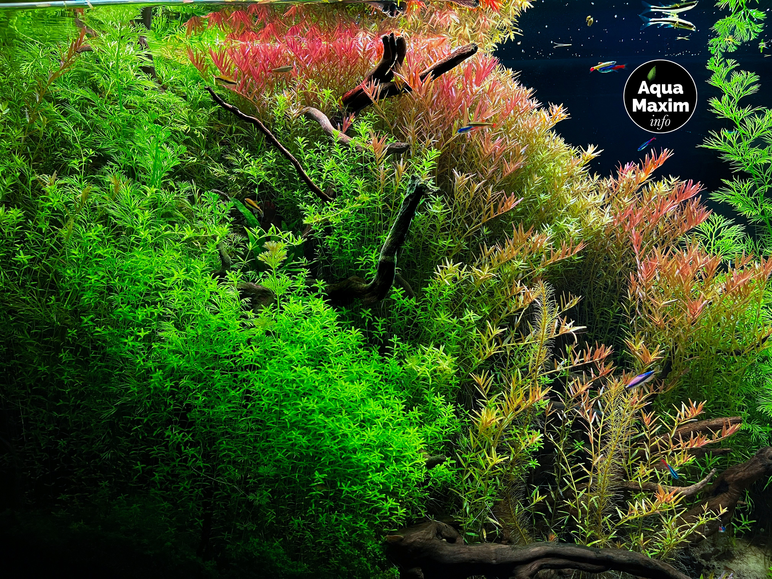 Формы жизни | ADA Галерея Москва. Аквариумист Максим Ерёмин. Aqua Maxim