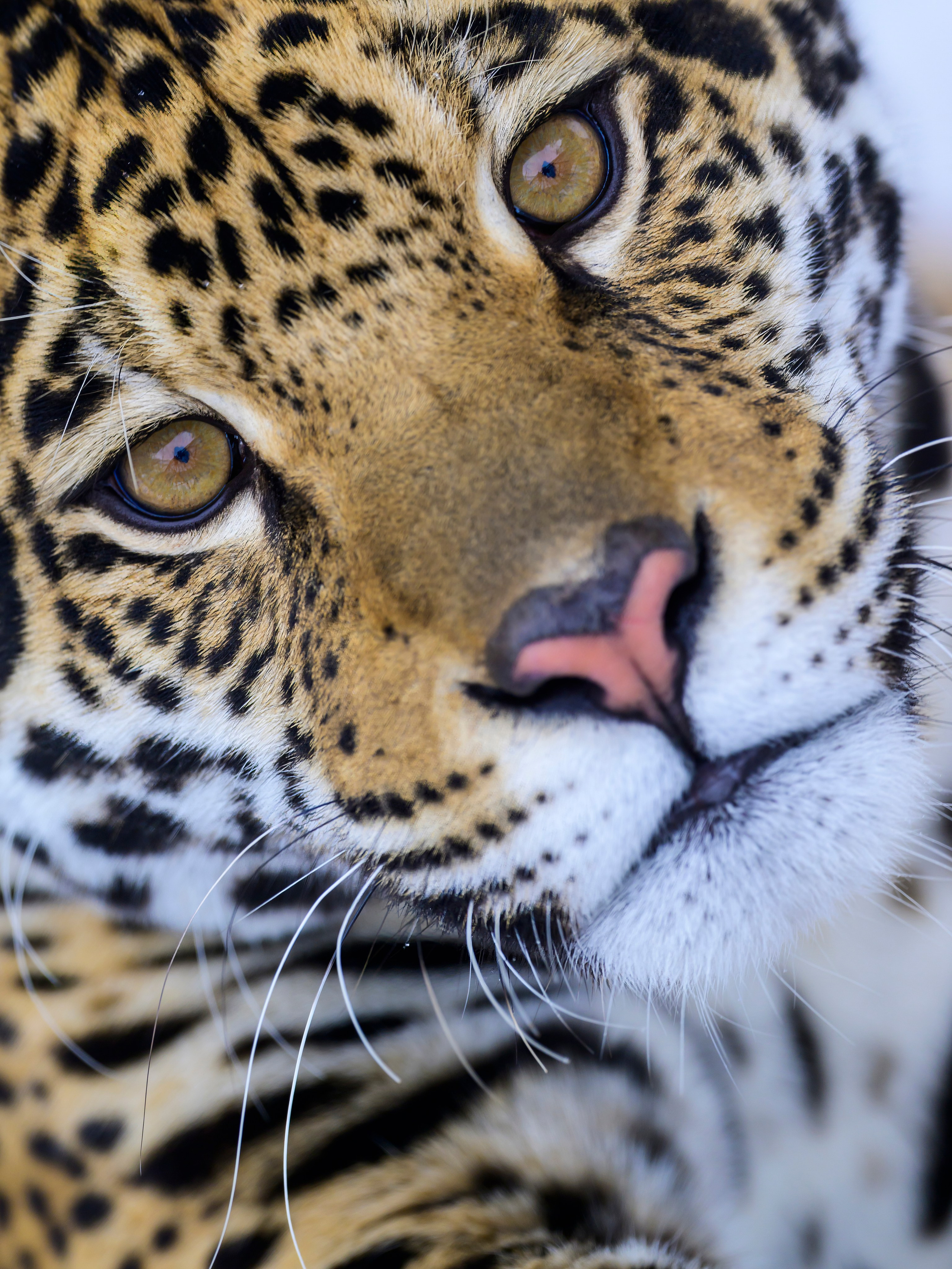 Подмосковный сафари-парк. Wildlife photography by Sergey Puponin