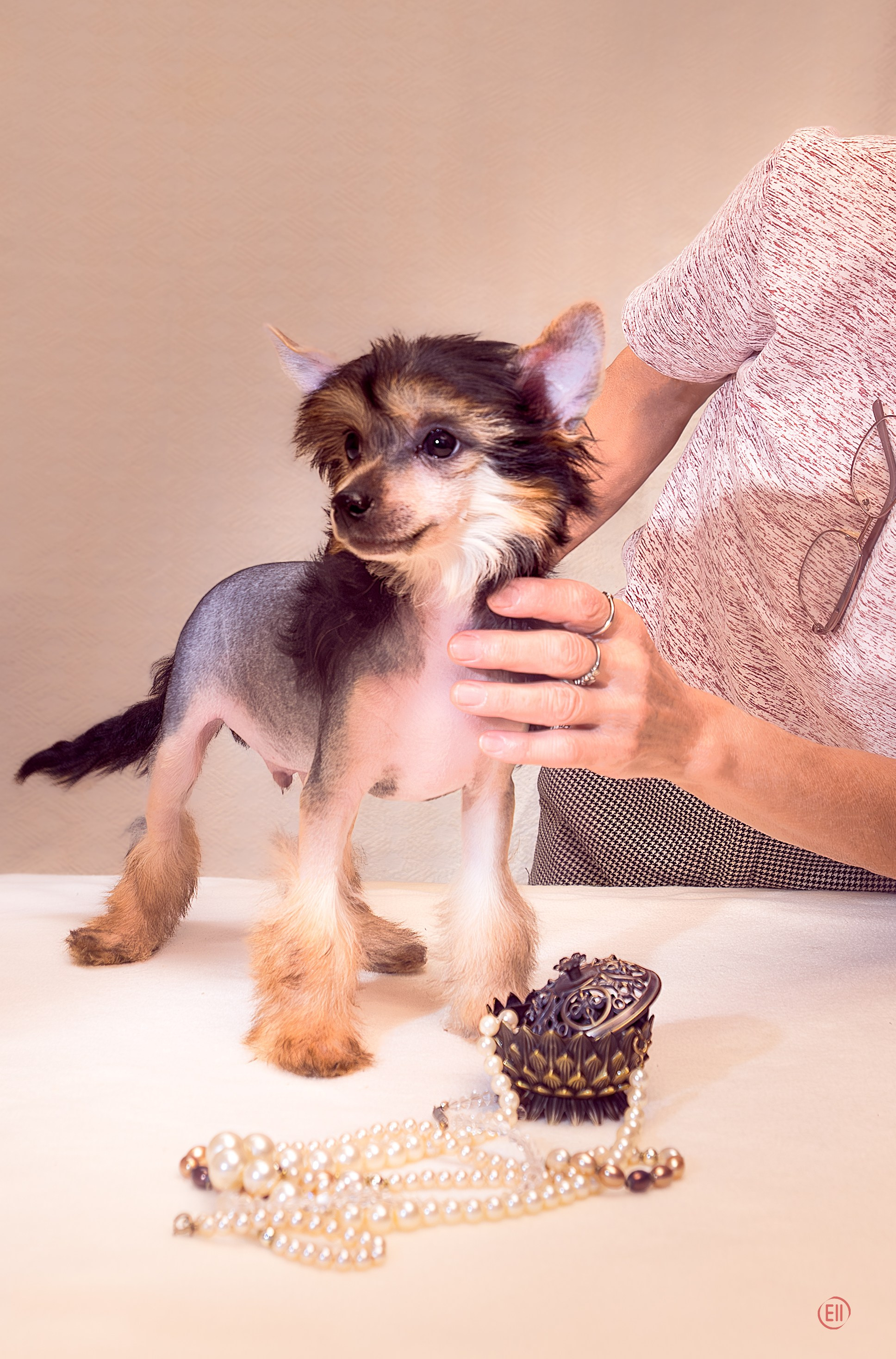 First photo session of the litter “F” of the Laisan Island kennel. Chinese Crested Dog Kennel Poale Ell
