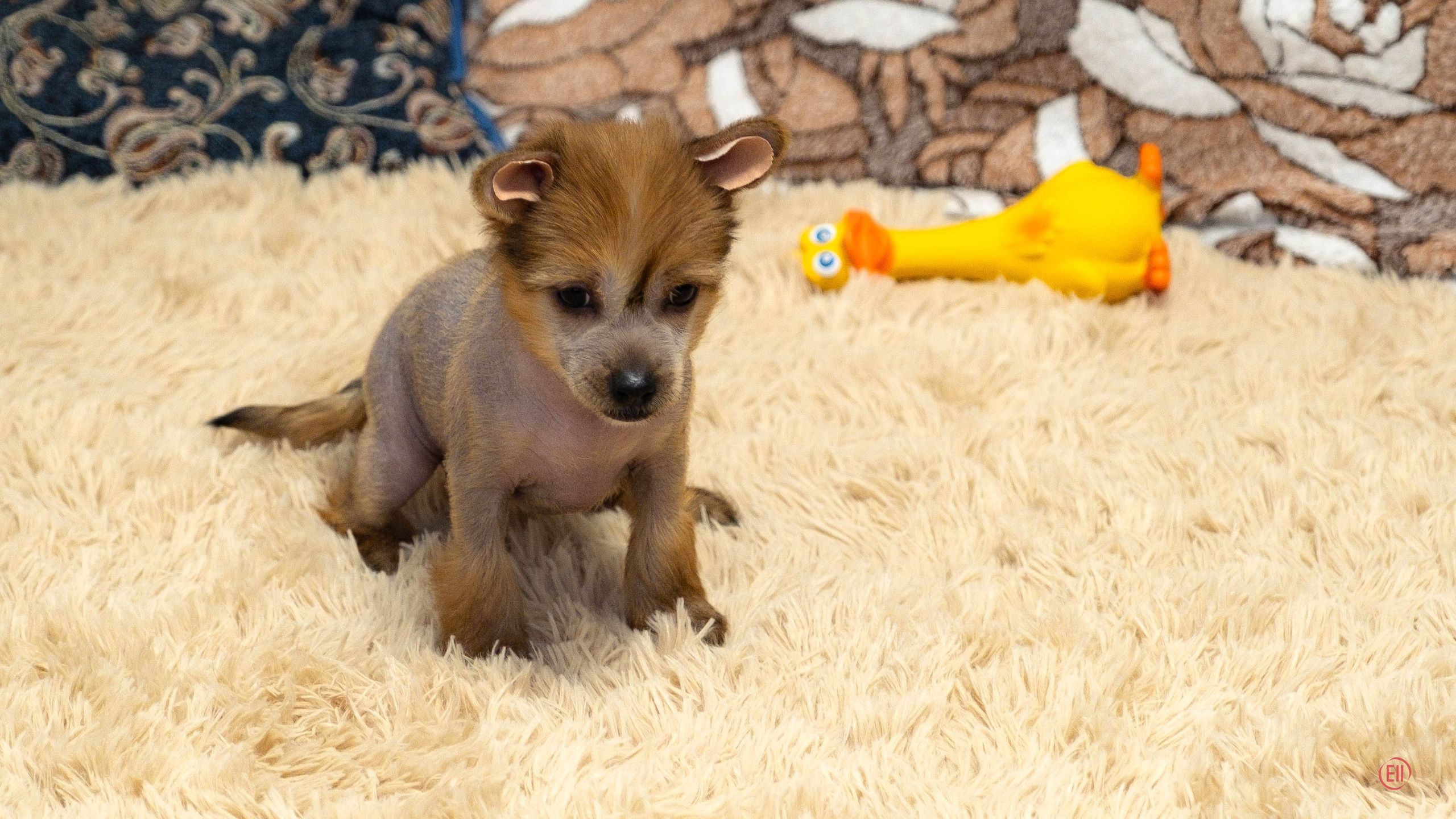 Poale Ell Gloria. Chinese Crested Dog Kennel Poale Ell