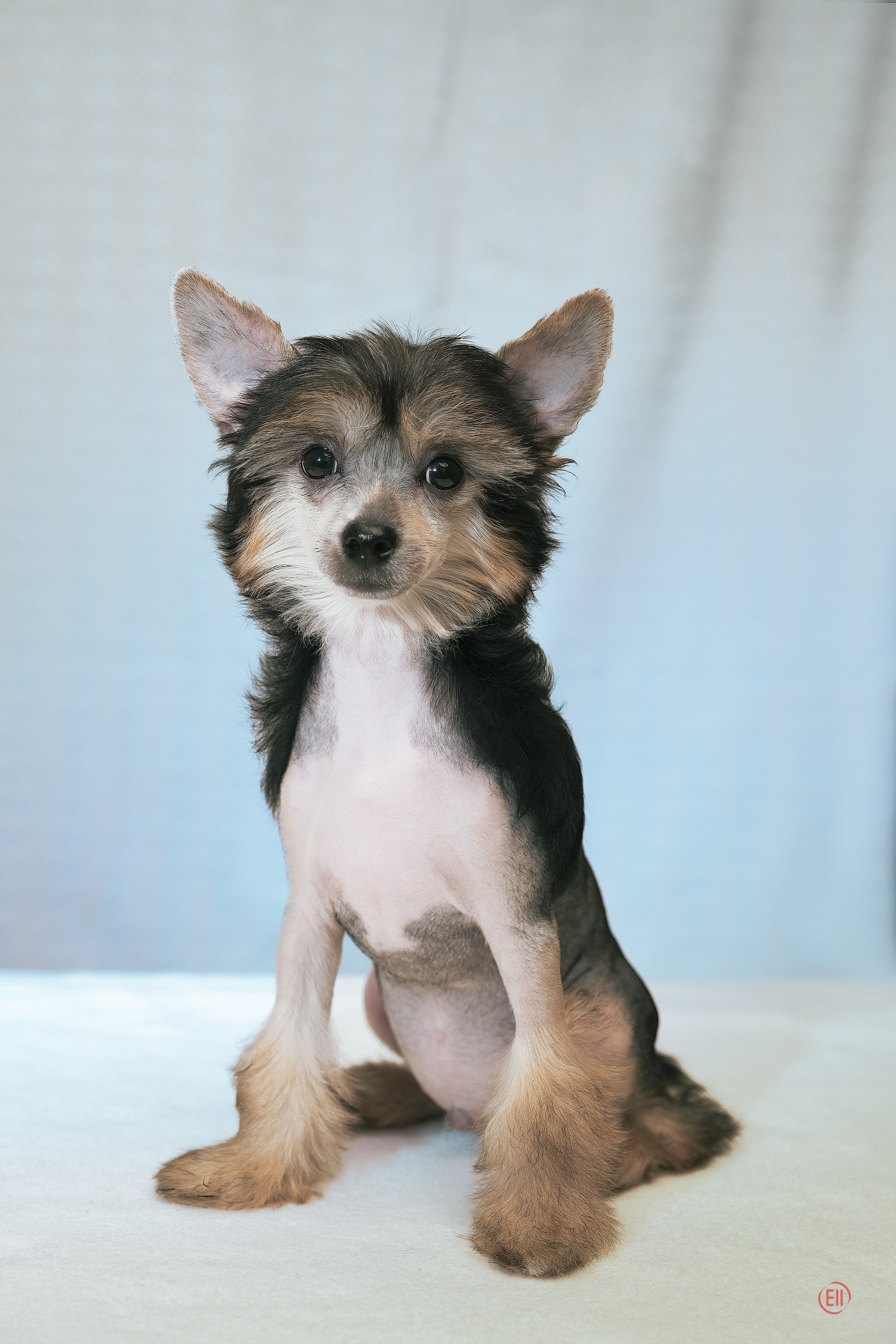 First photo session of the litter “F” of the Laisan Island kennel. Chinese Crested Dog Kennel Poale Ell