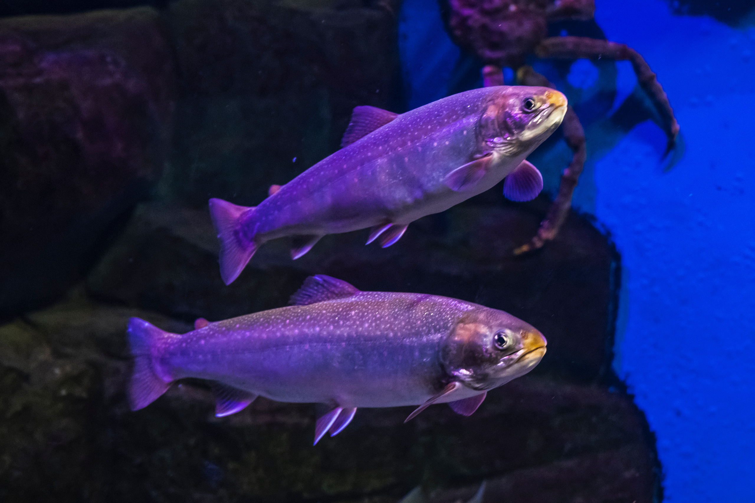 Москвариум. Фотограф Роман Адлер