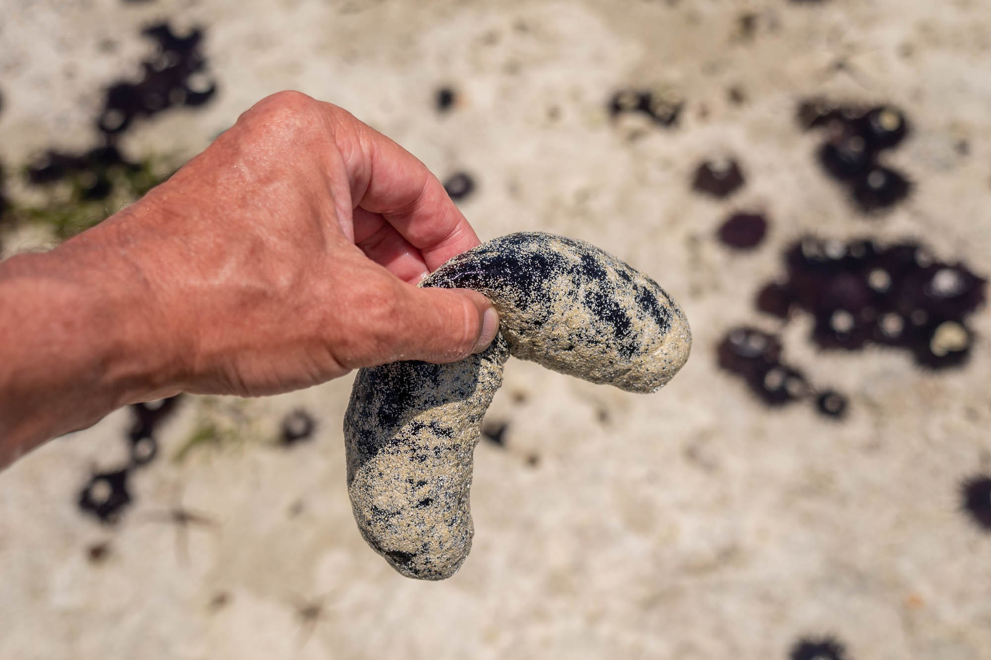 Танзания. Багамойо. Tanzania, Bagamoyo. Фотограф Алексей Скоробогатько