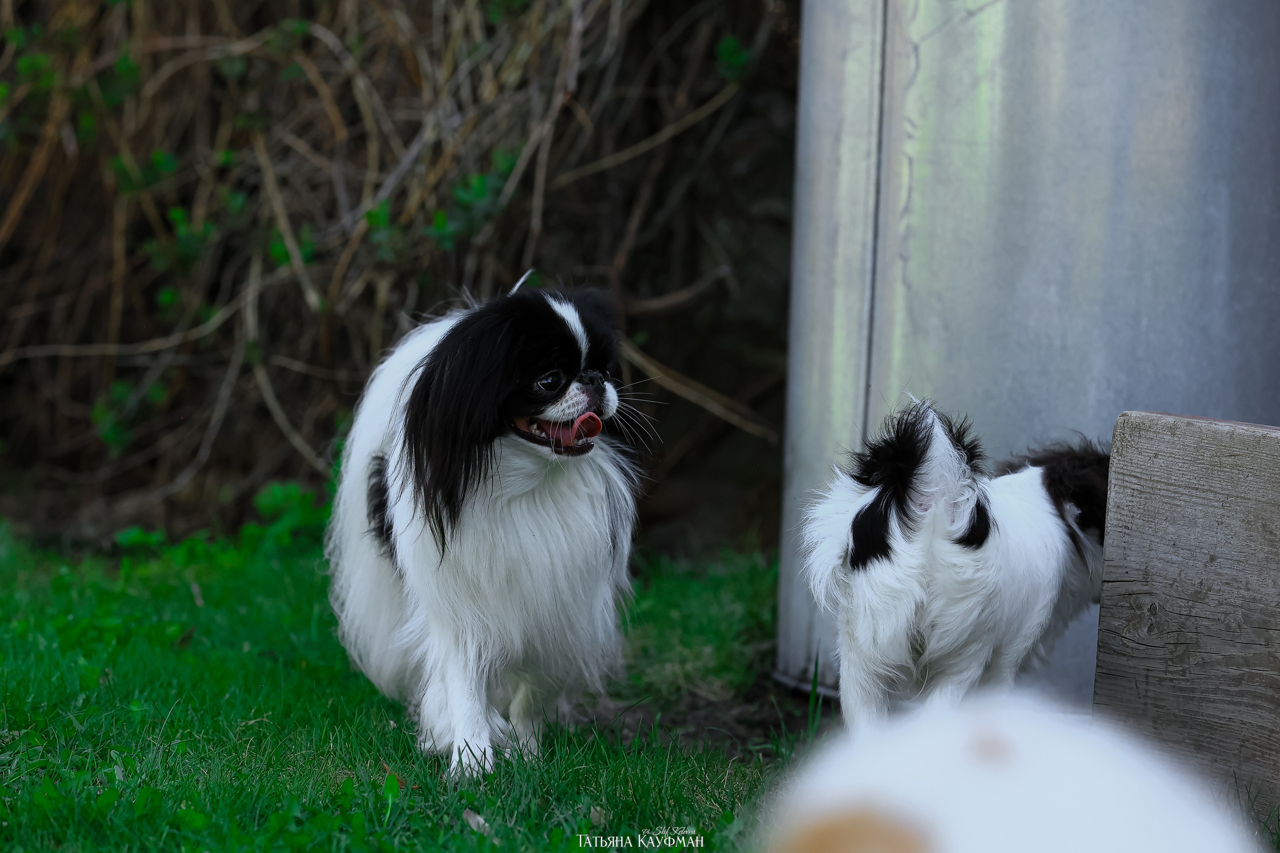 Японский хин, фотография японский хин, собака в цветах, красивая собака, фотограф анималист, фотокурс Анималистика, научиться фотографировать собак, фотограф Новосибирск