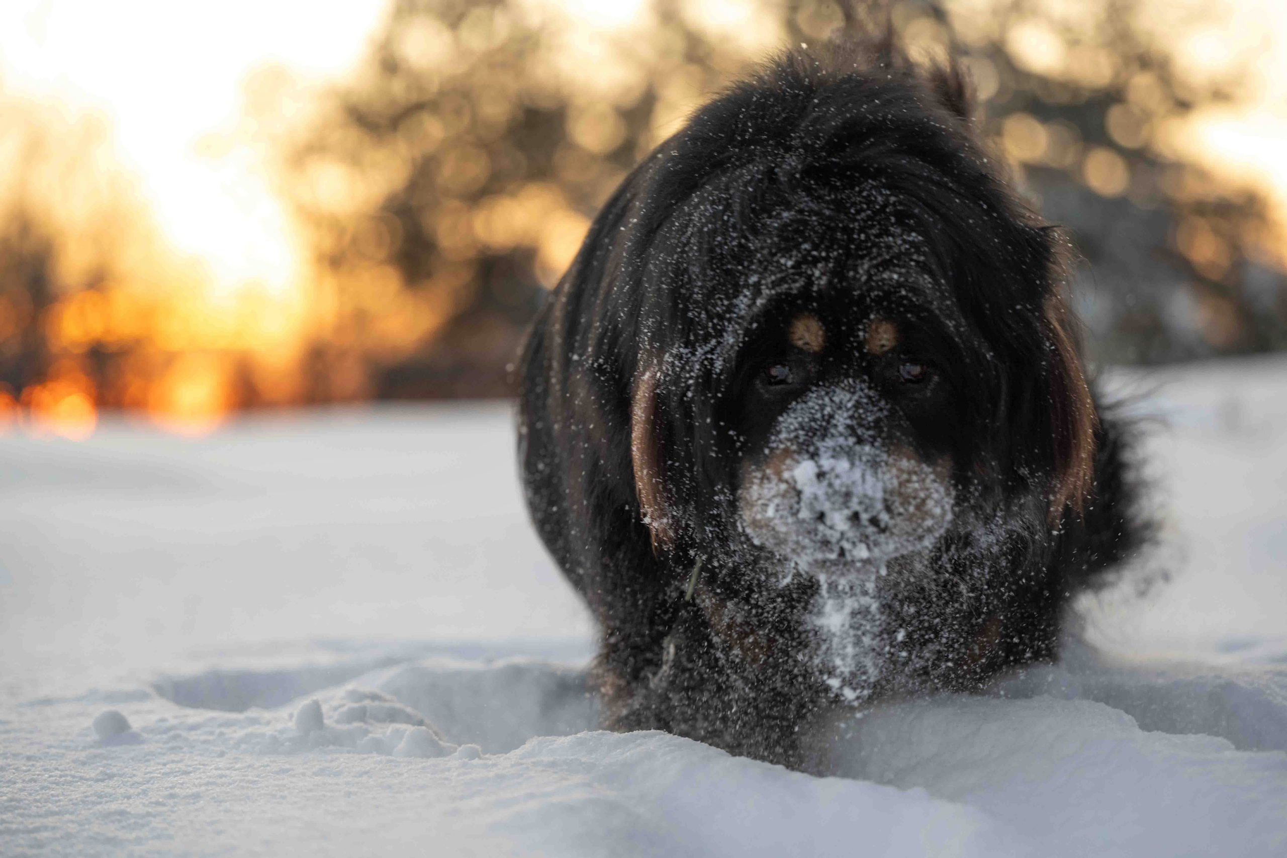 Мои Злата и Фред. -