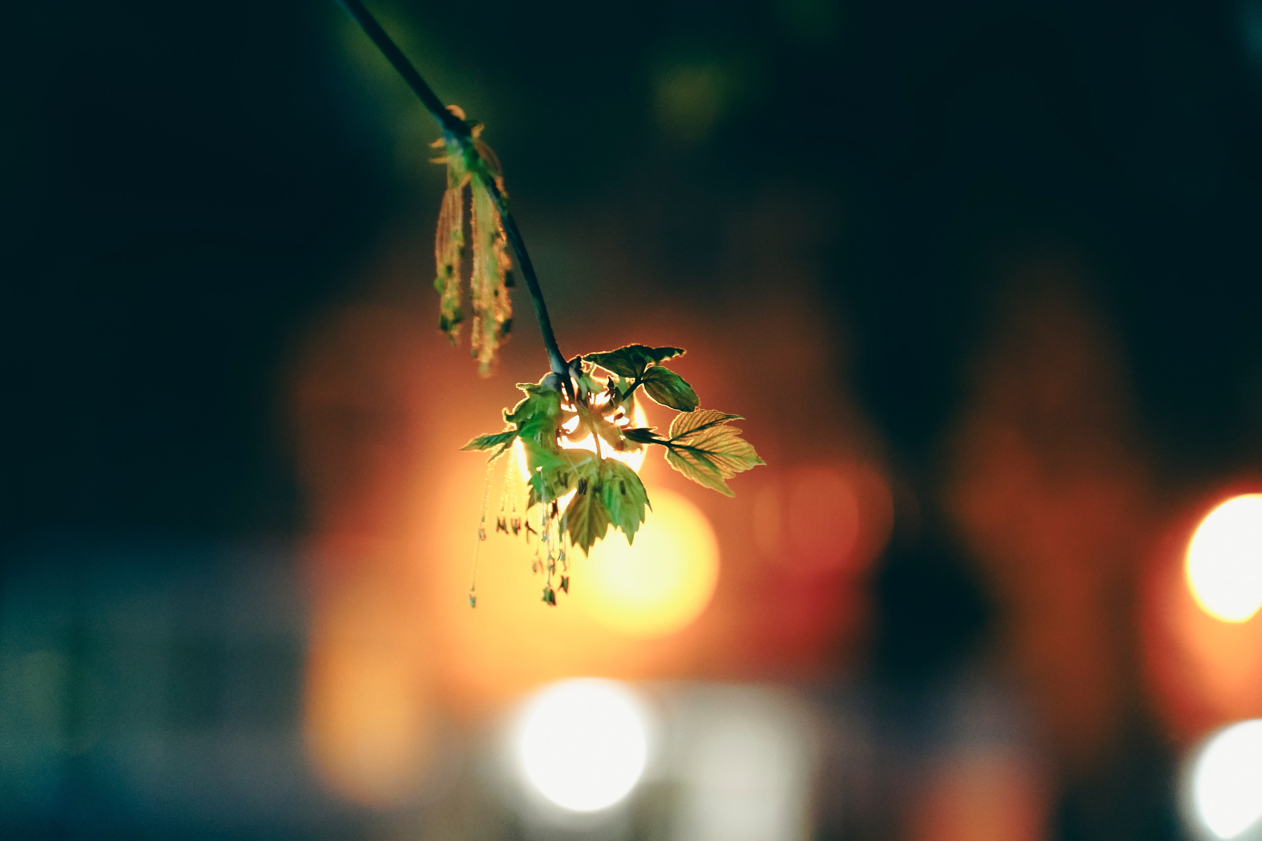 Веточка. Фотограф Кузнецов Егор Липецк