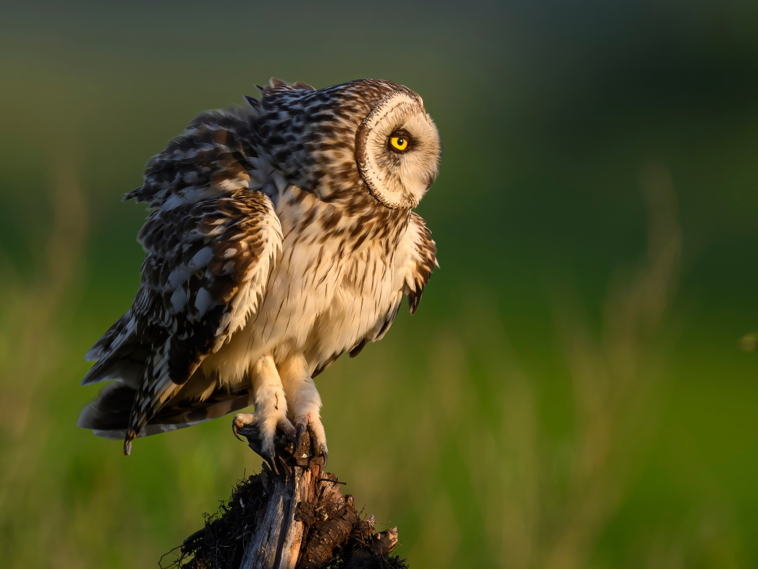 Совы и кулики. Фотограф Сергей Пупонин