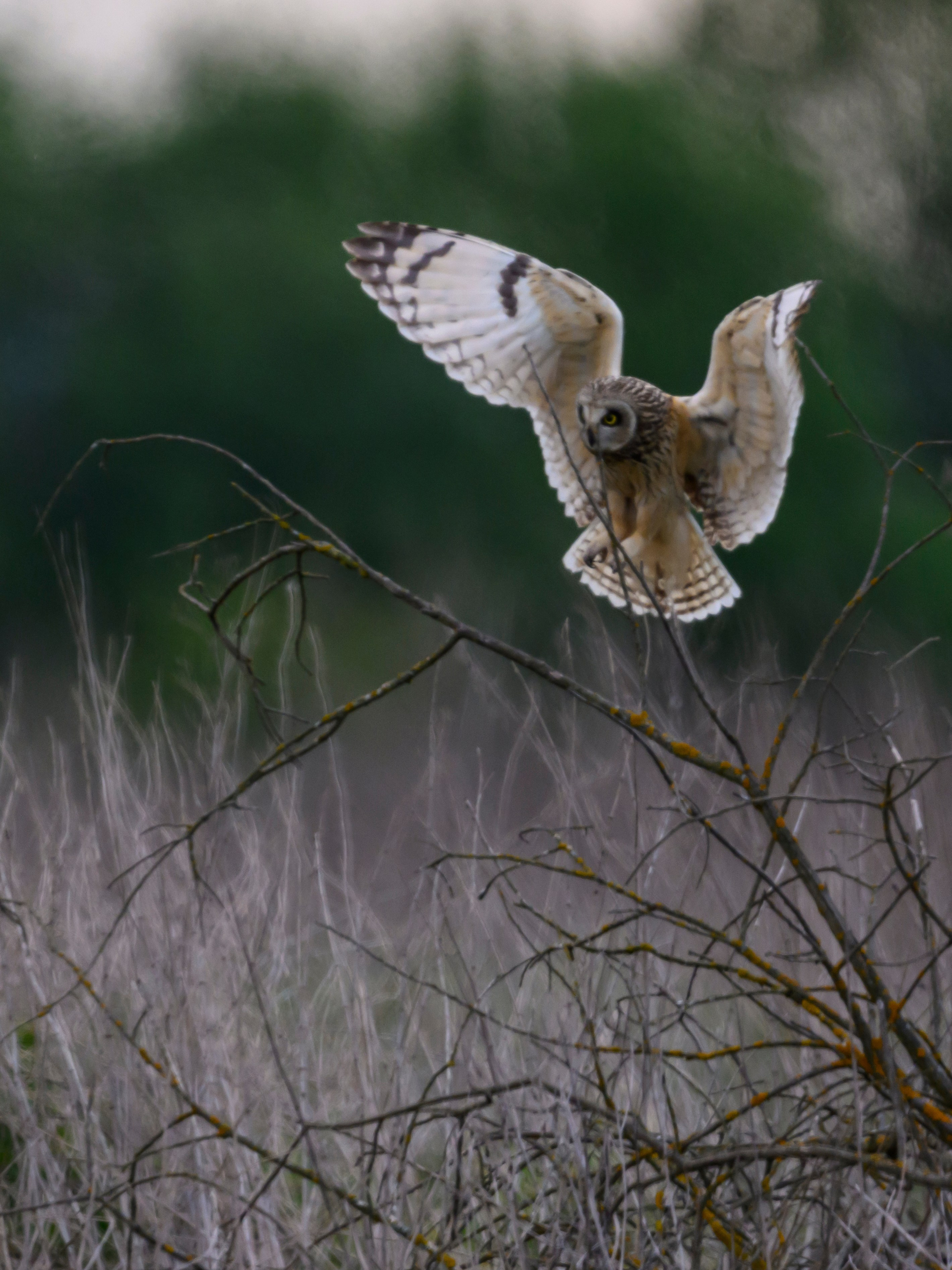 Охота сов и схватка с лунем. Фотограф Сергей Пупонин