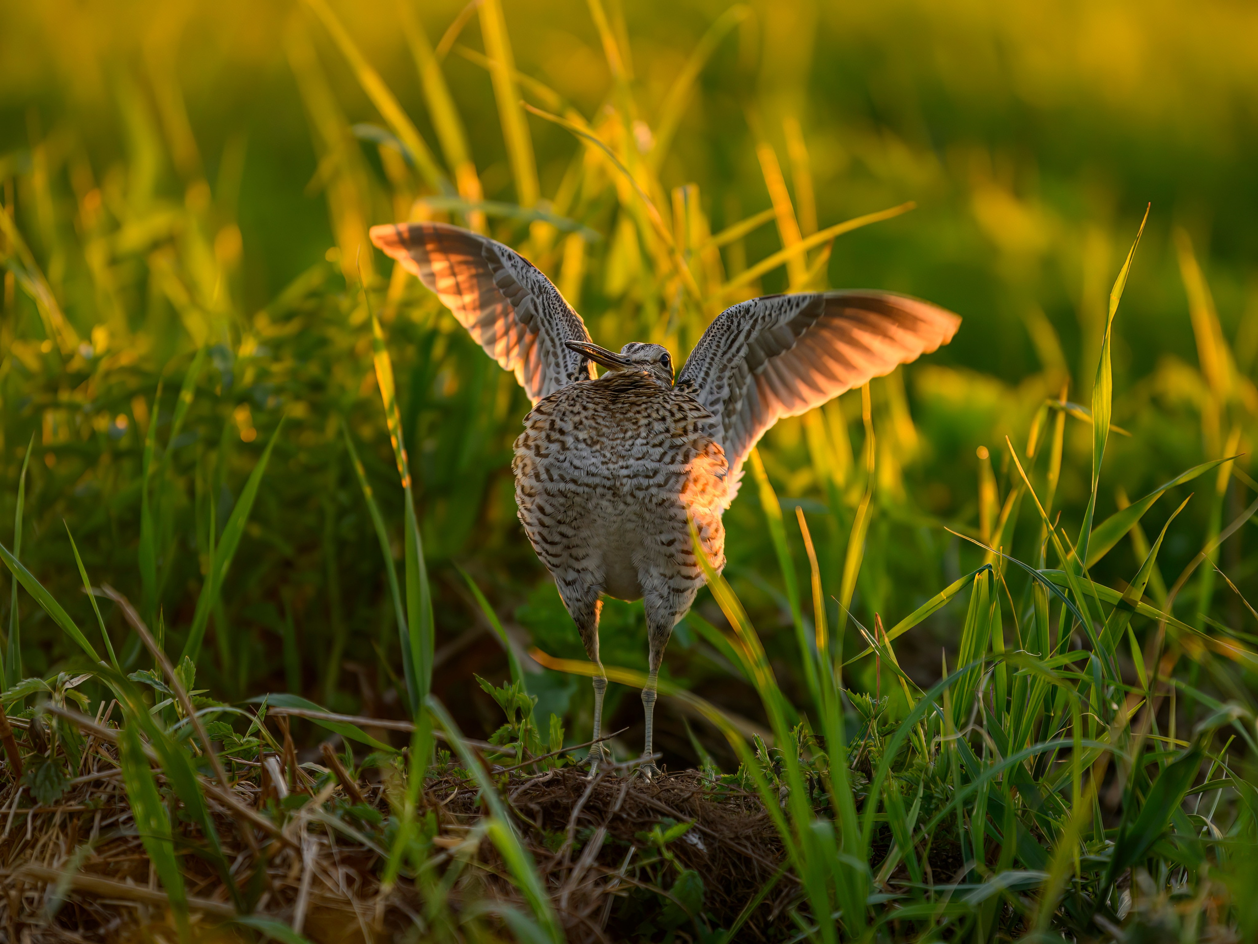 Дупелиный ток: настоящие гусары!. Фотограф Сергей Пупонин