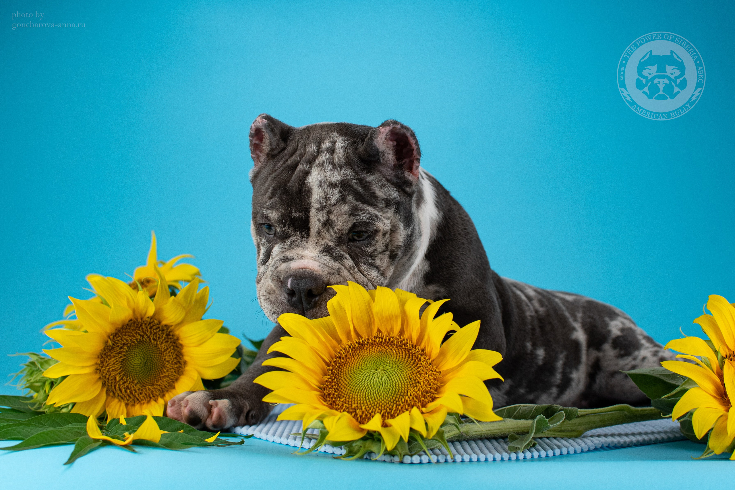 кобель на вязку American Bully в Санкт-Петербурге