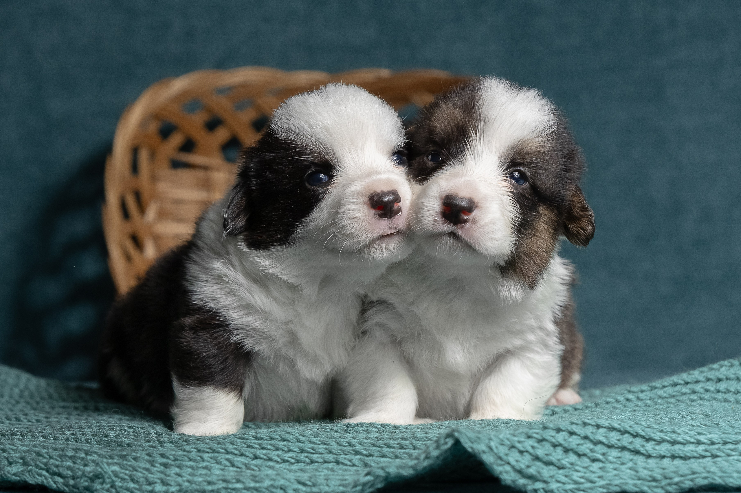 Купить щенка вельш корги кардиган из питомника Ice Fantasy. Купить щенка Вельш-корги-кардиган в семейном питомнике — Ice Fantasy