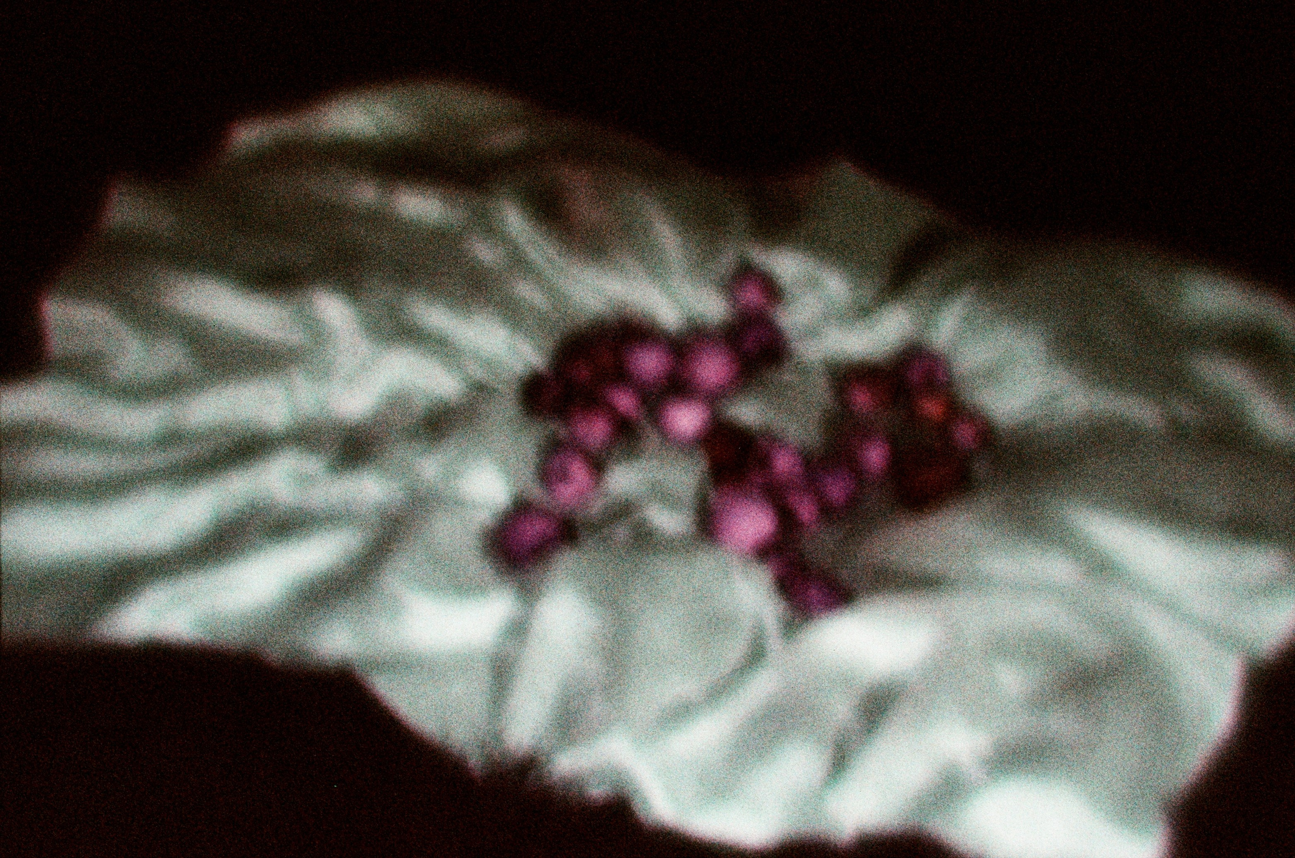 Елена Чернышова — Пираты воображения