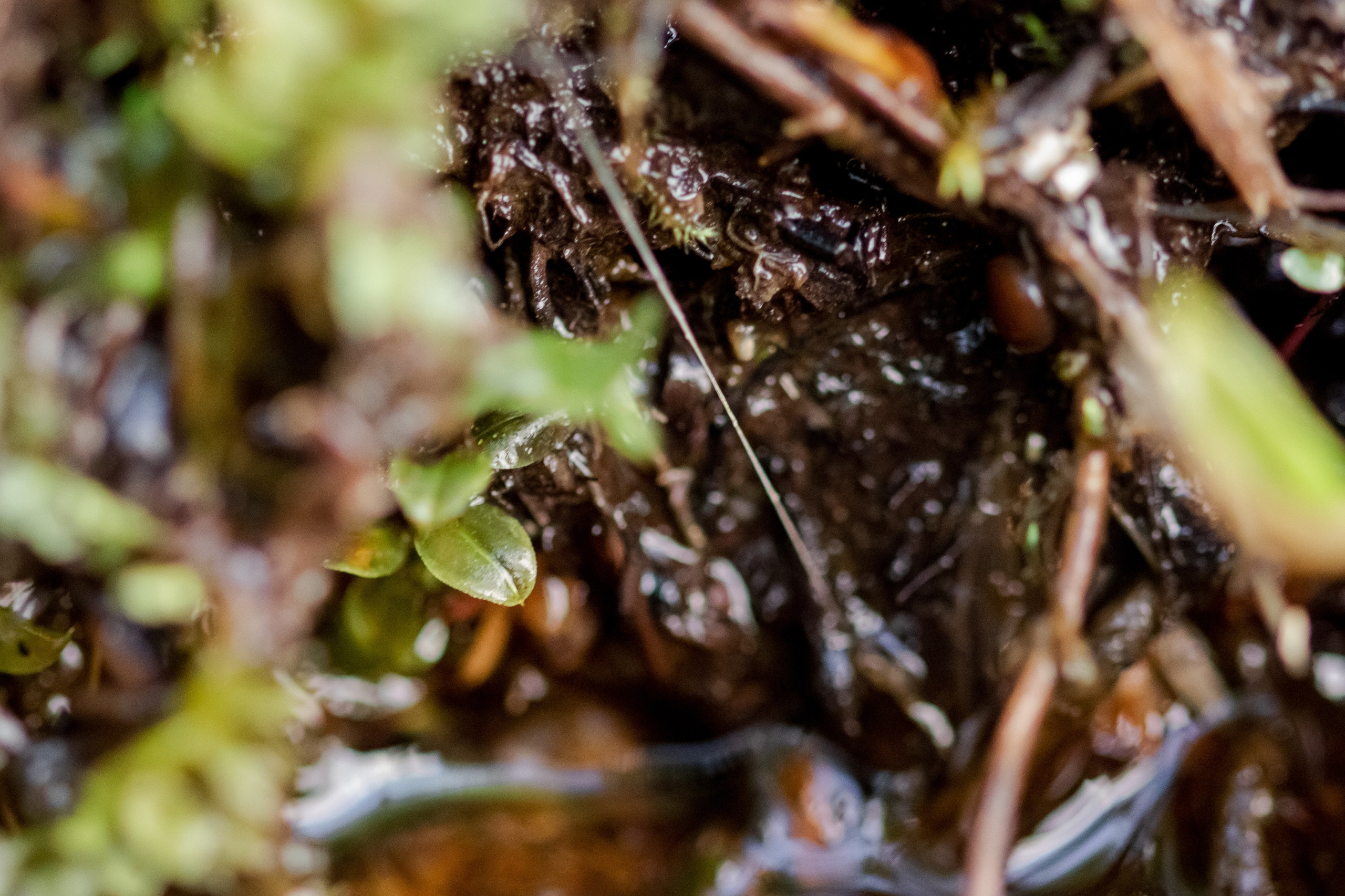 Горный Алтай. Фотограф Кирилл Мешков Кемерово
