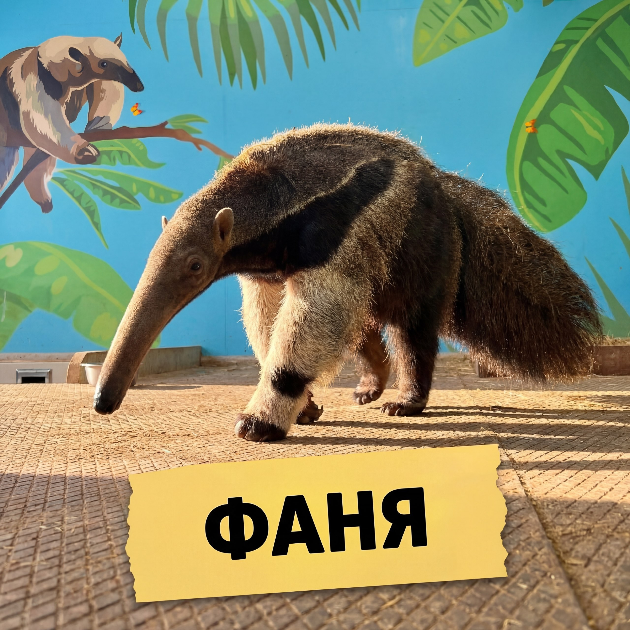 Гигантский муравьед в зоопарке Лесная Братва