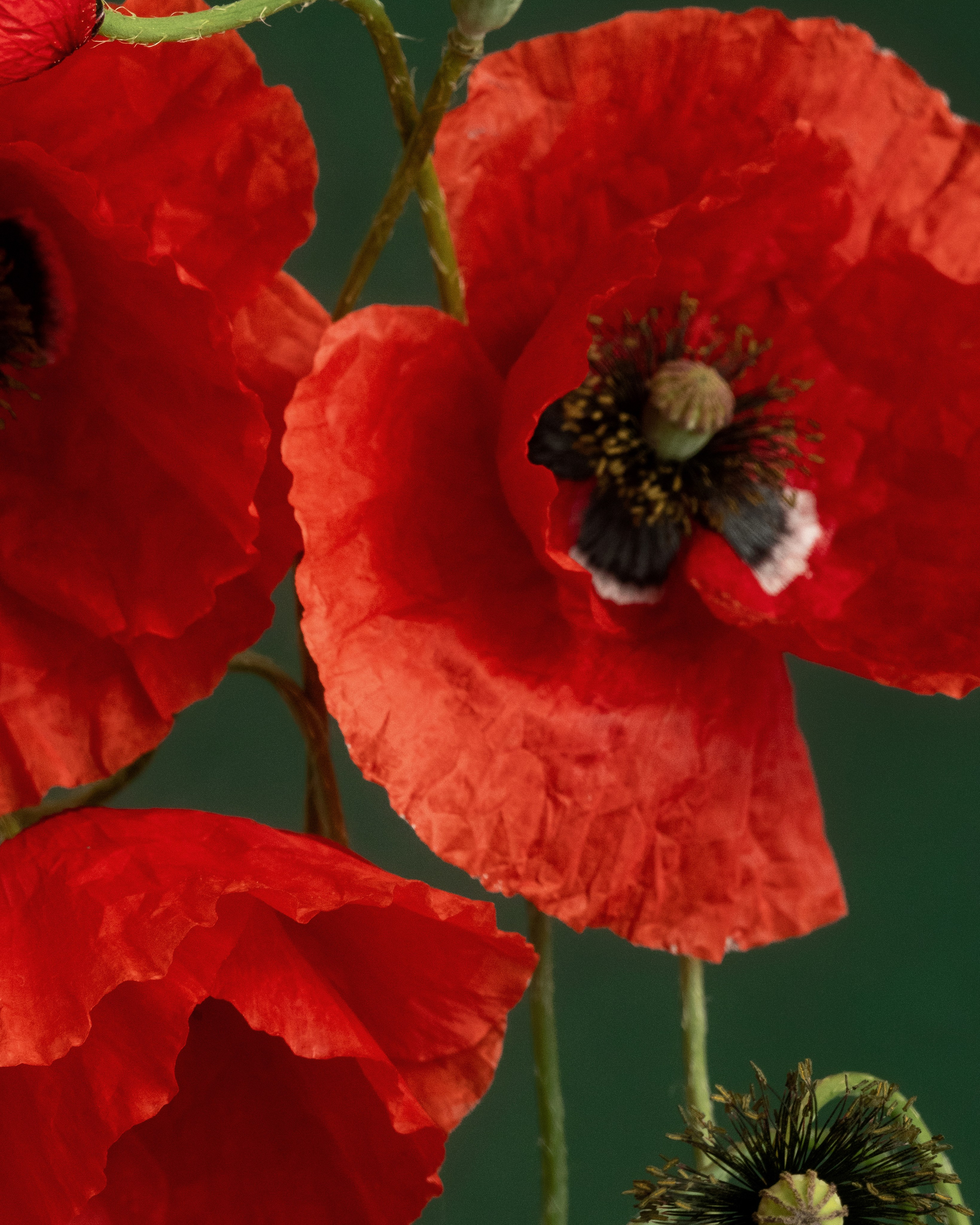 Scarlet Rhythm. Author’s fine art prints with international delivery