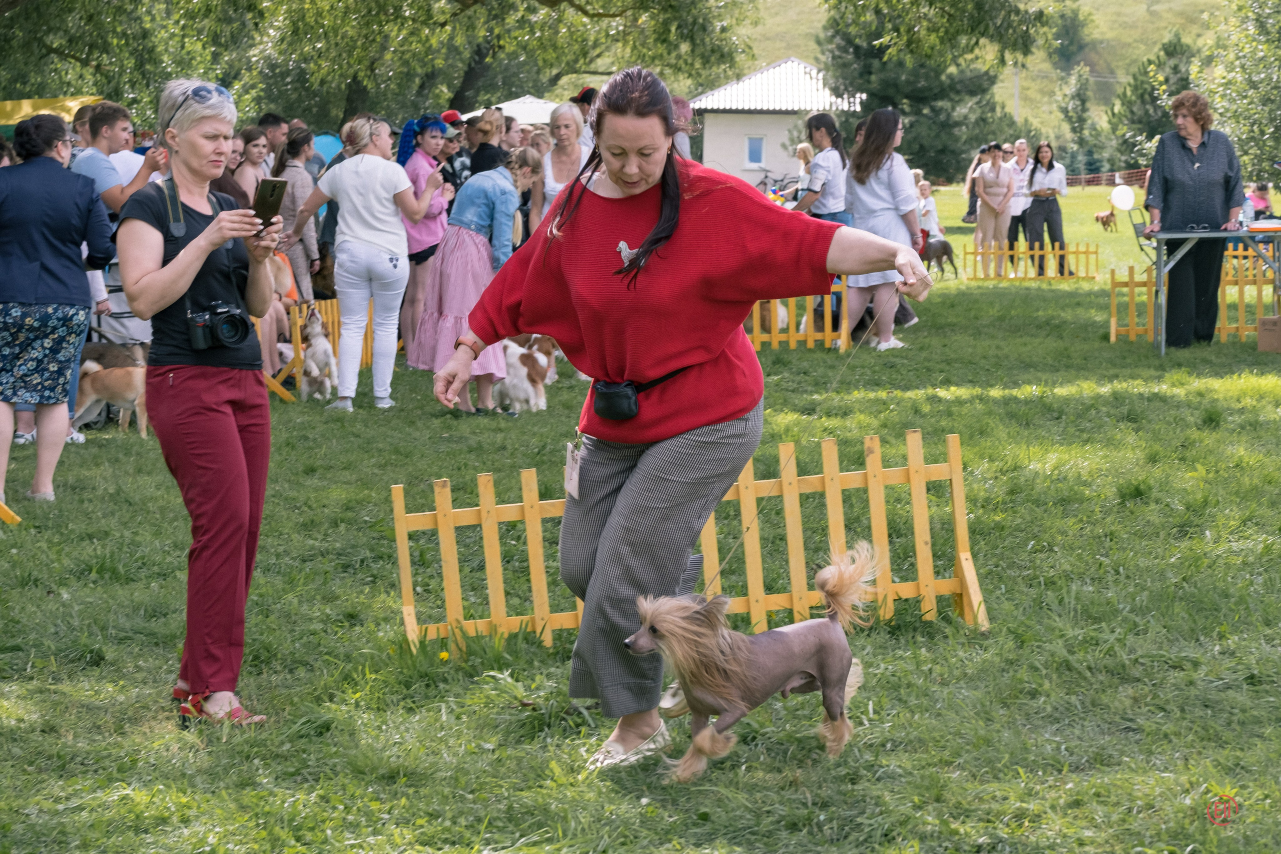 Липецк. Выставка собак. Питомник китайских хохлатых собак Poale Ell: купить щенка