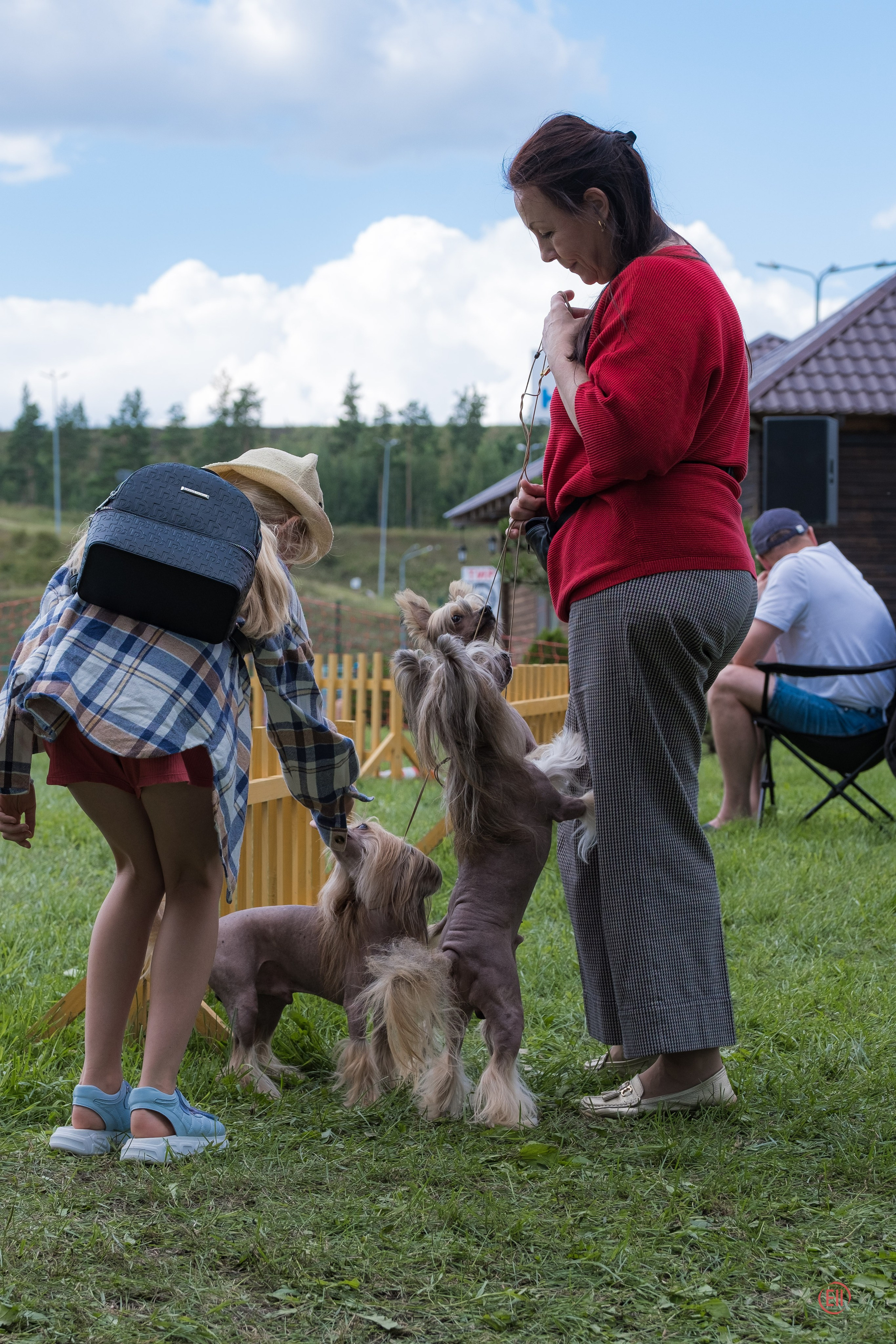 Липецк. Выставка собак. Питомник китайских хохлатых собак Poale Ell: купить щенка