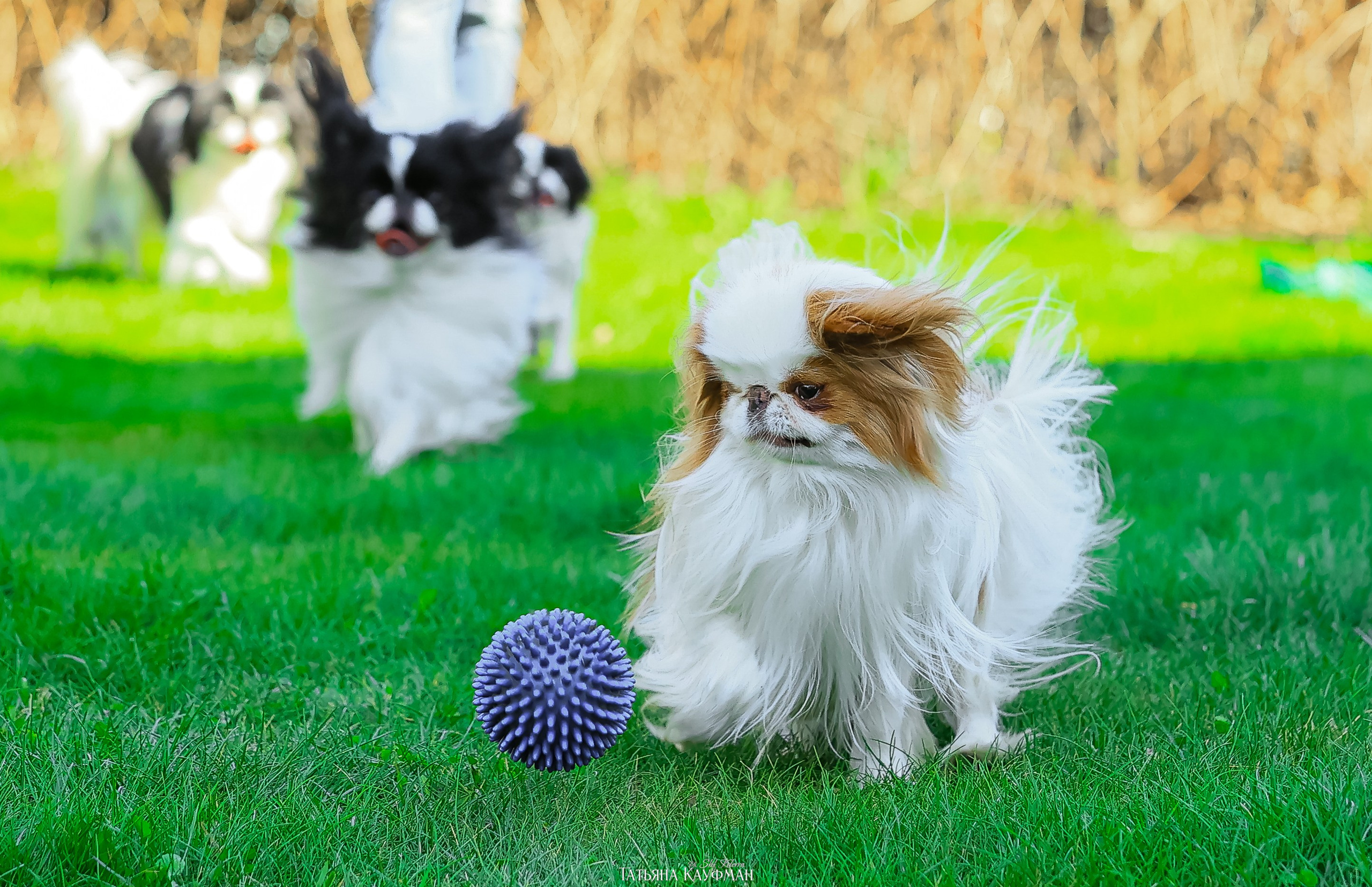 Японский хин, фотография японский хин, собака в цветах, красивая собака, фотограф анималист, фотокурс Анималистика, научиться фотографировать собак, фотограф Новосибирск