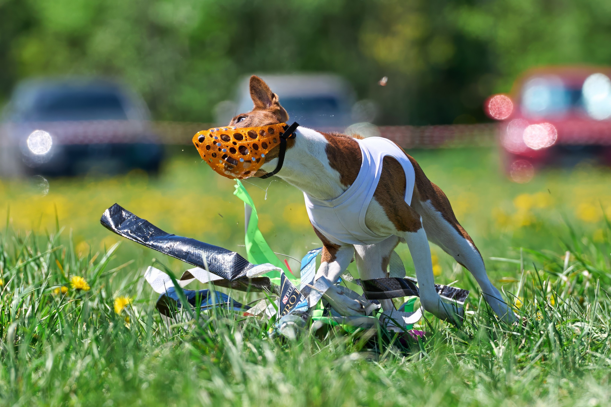 Квалификация по курсингу Донино. Фотограф-анималист Михаил Манухин