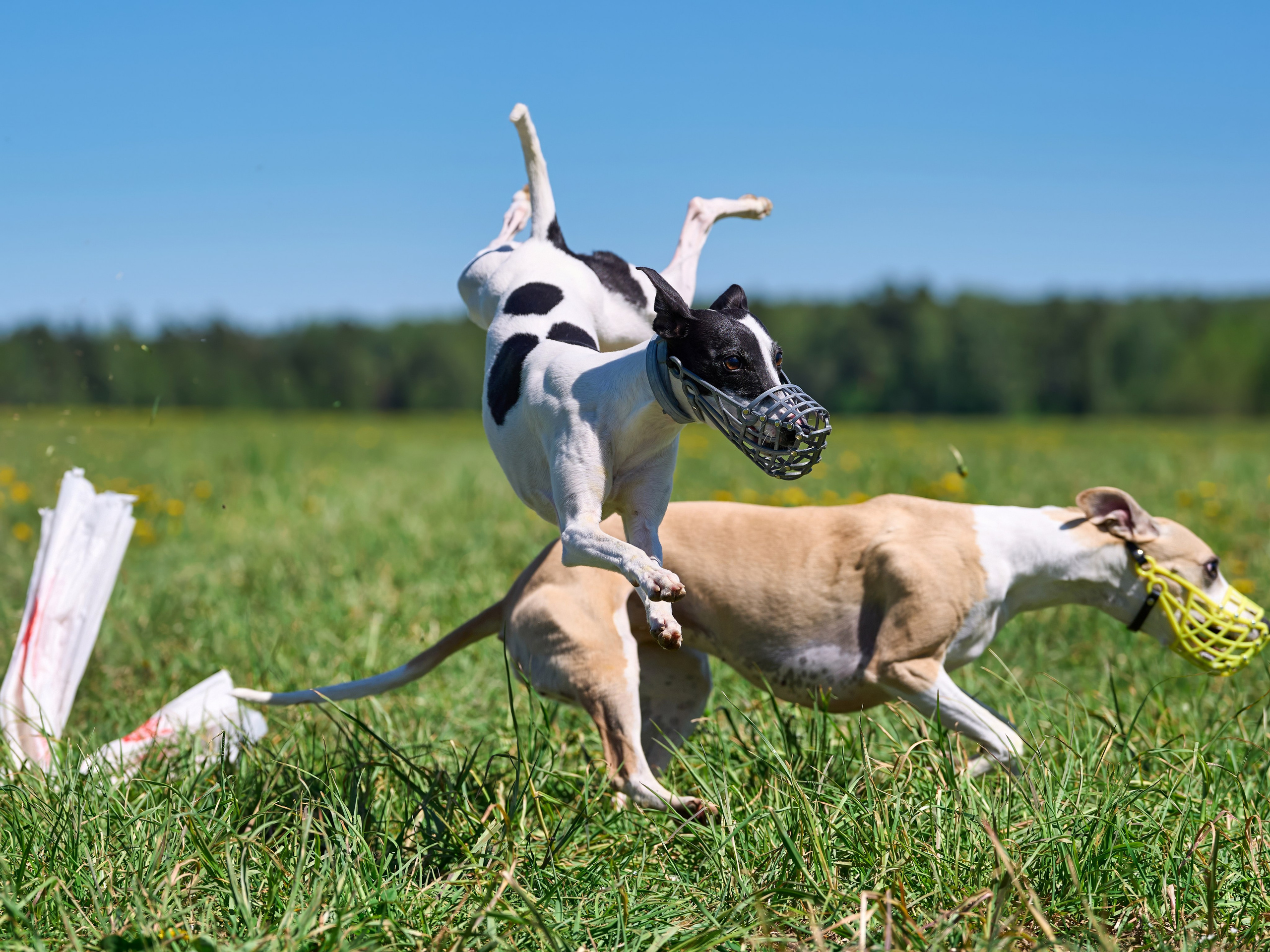 Тренировка по курсингу «на Ярославке». Фотограф-анималист Михаил Манухин