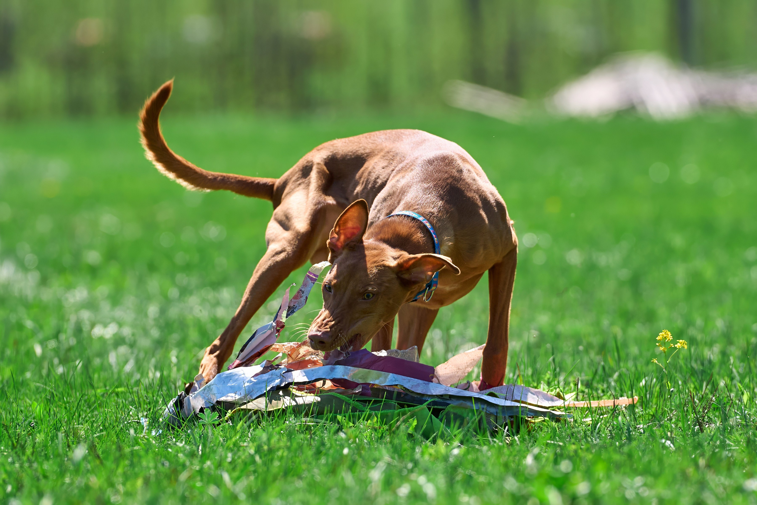 Тренировка по курсингу Донино. Фотограф-анималист Михаил Манухин